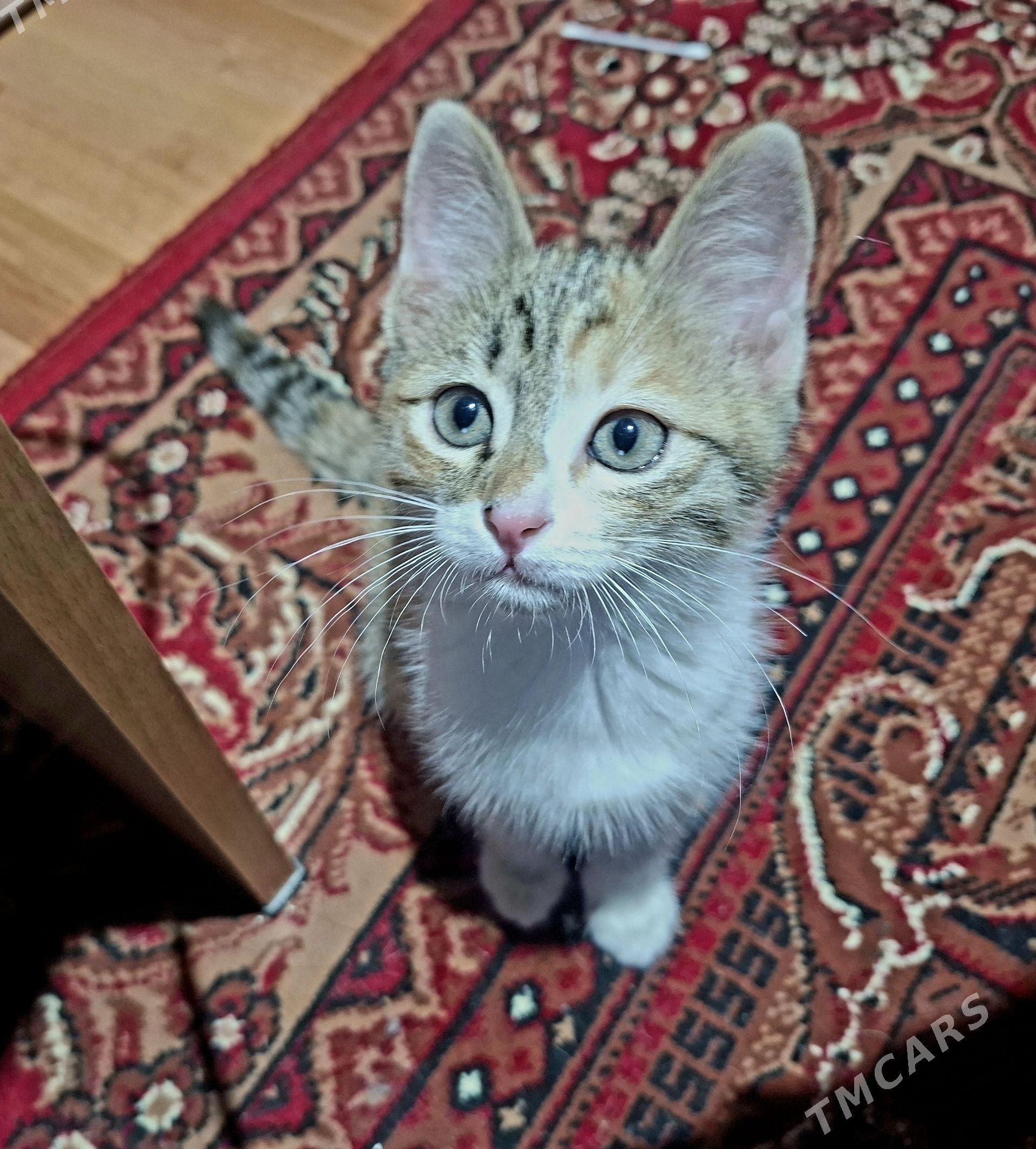 КОТЁНОК ДЕВОЧКА - Мары - img 1