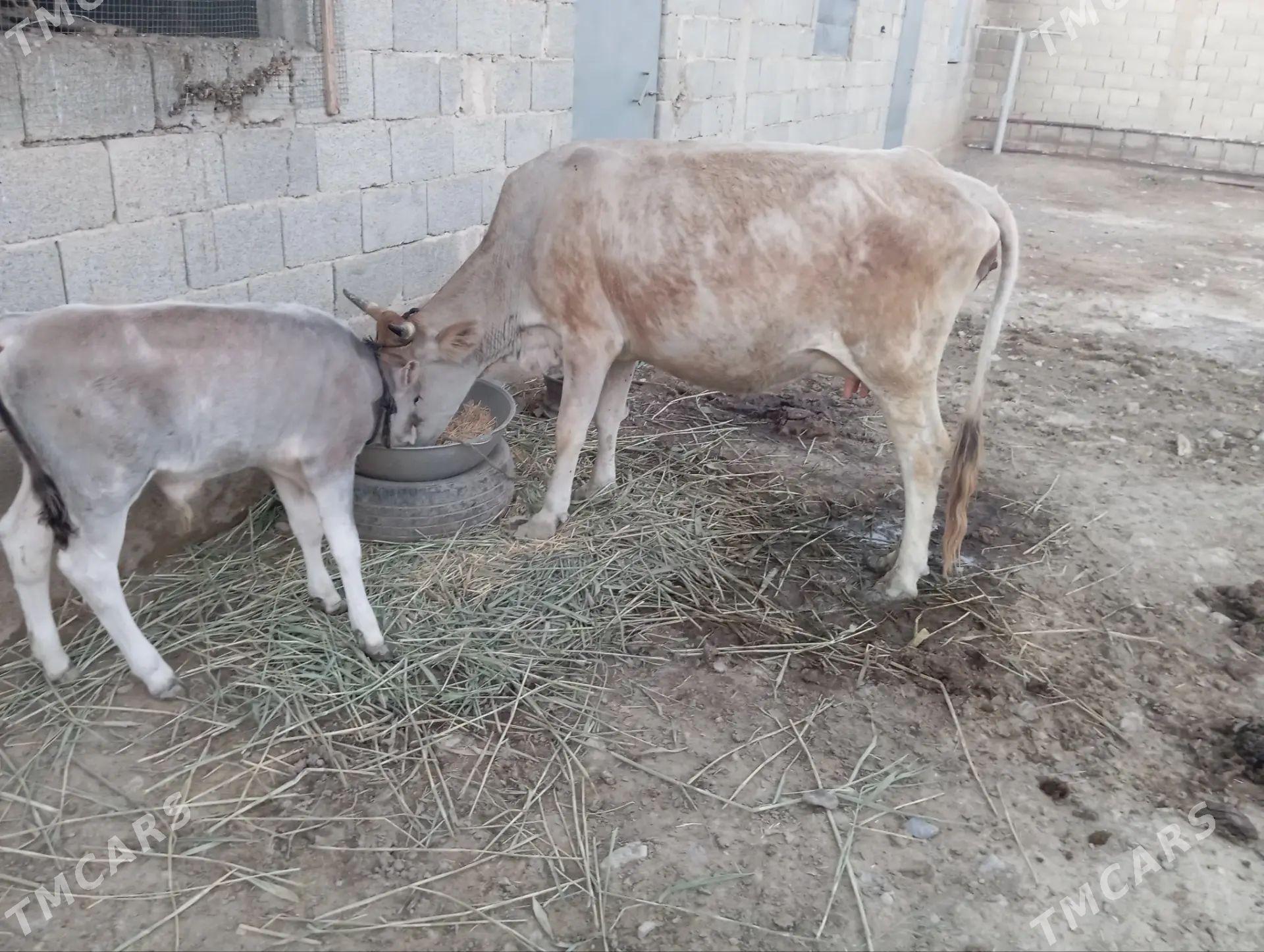 golelı sygyr - Gyzylarbat - img 1