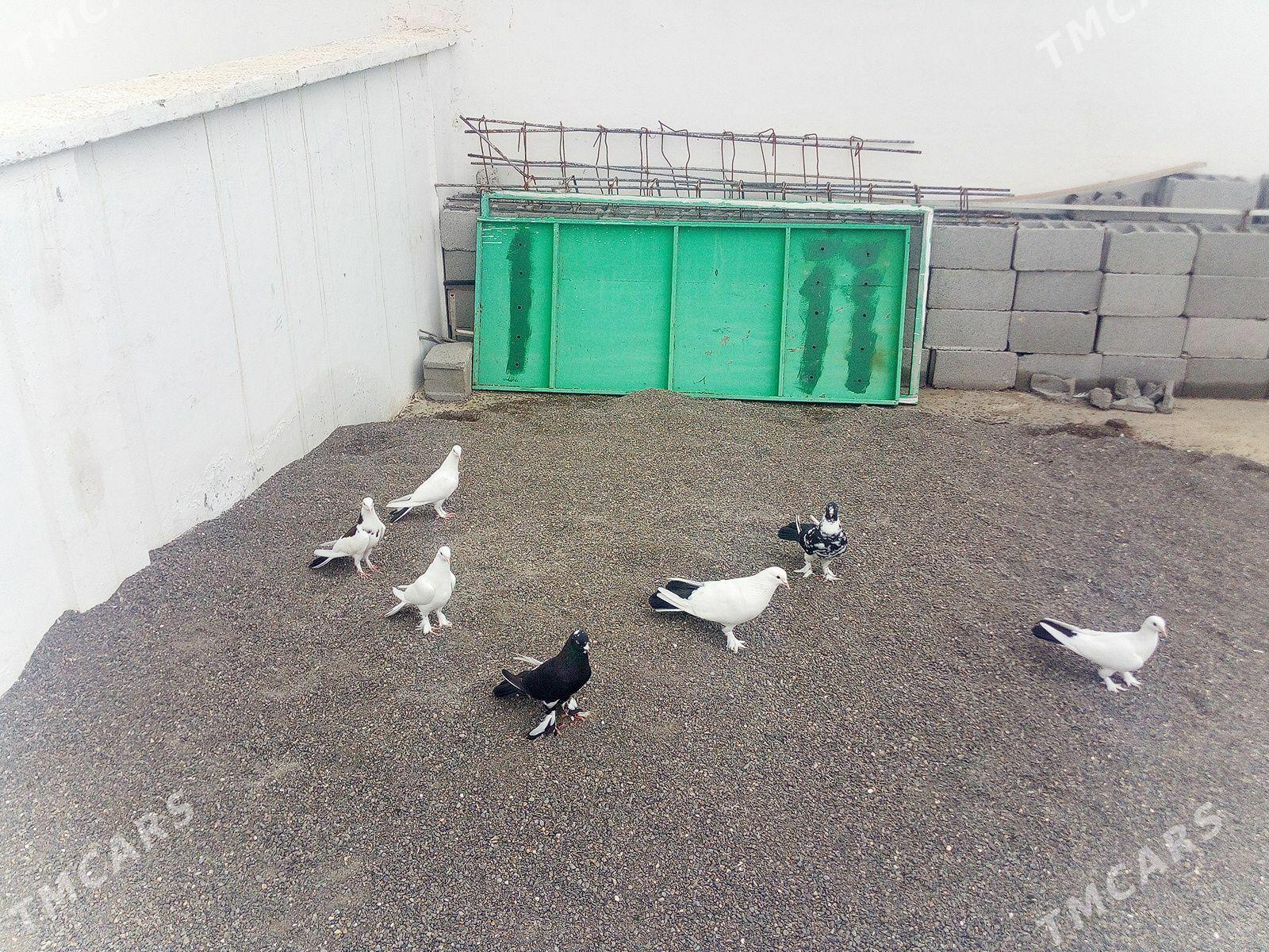 kepderi - Чоганлы - img 1