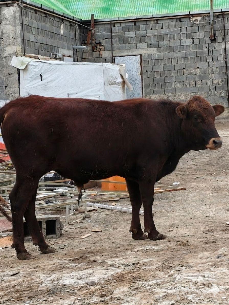 okuz - Garadamak Şor - img 1