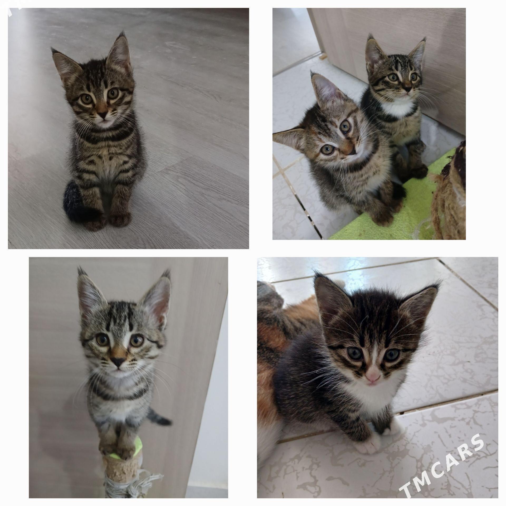 Котята Табби - Туркменабат - img 1