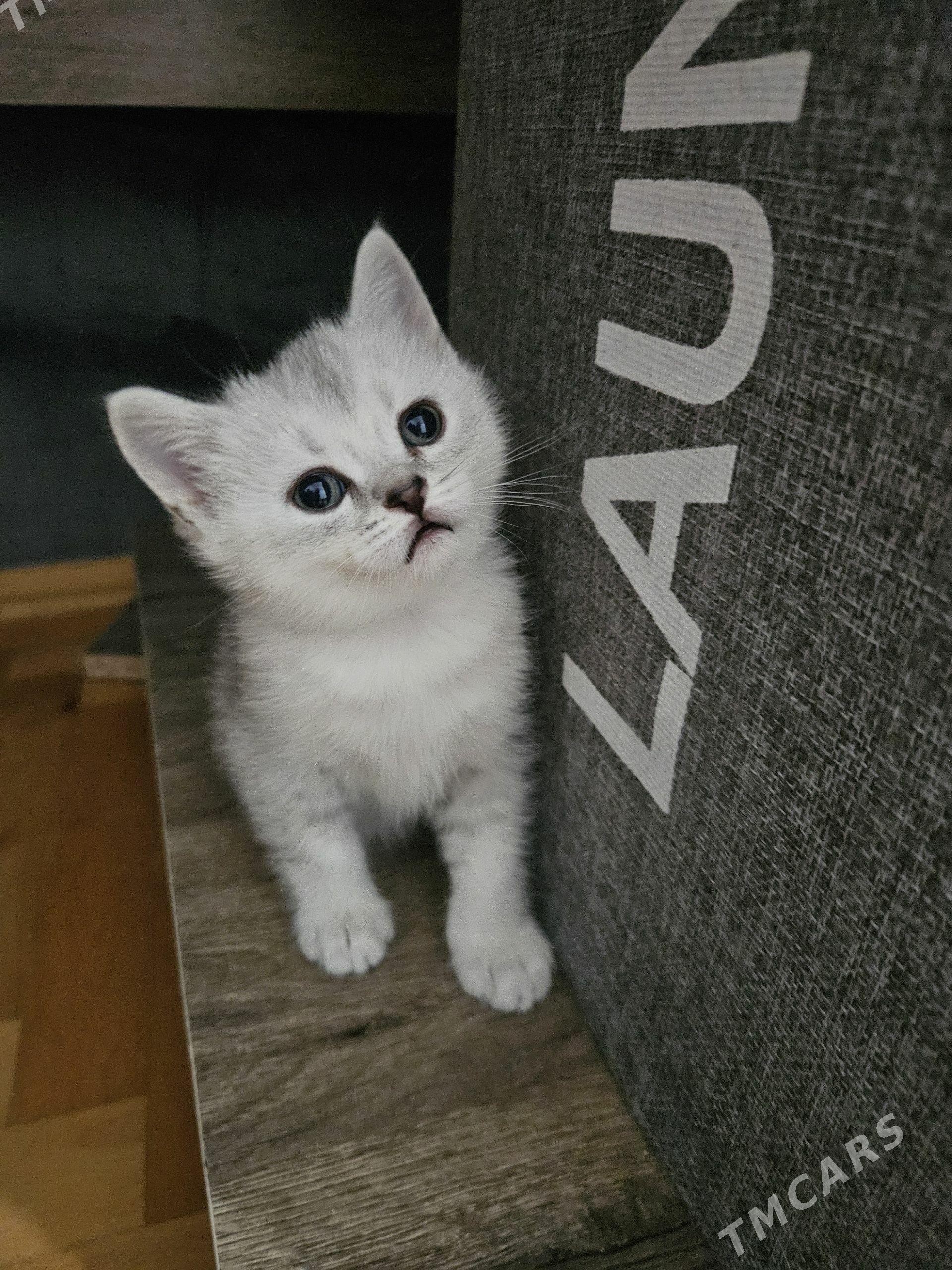 Котята - Ашхабад - img 1
