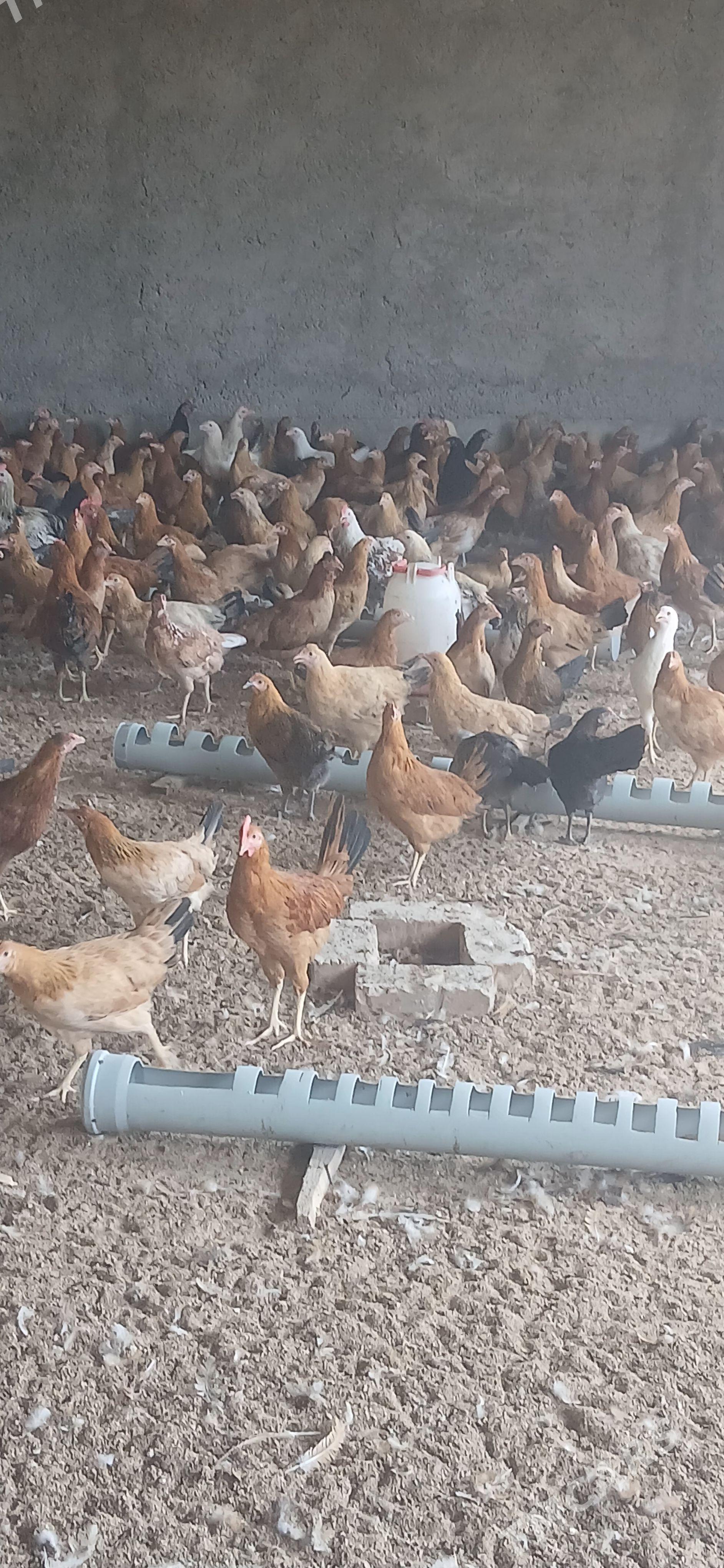Yaş towuk - Гёкдепе - img 1