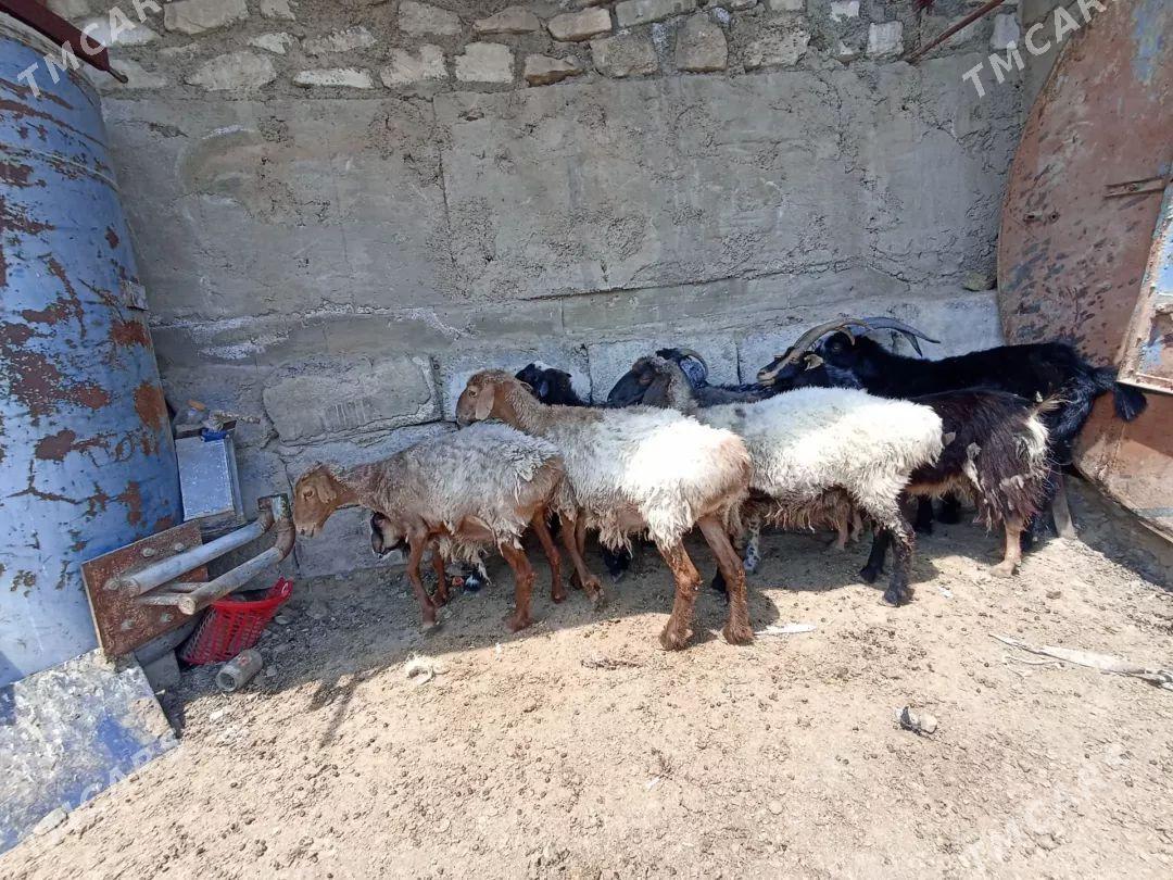 Goyun geci - Türkmenbaşy - img 1
