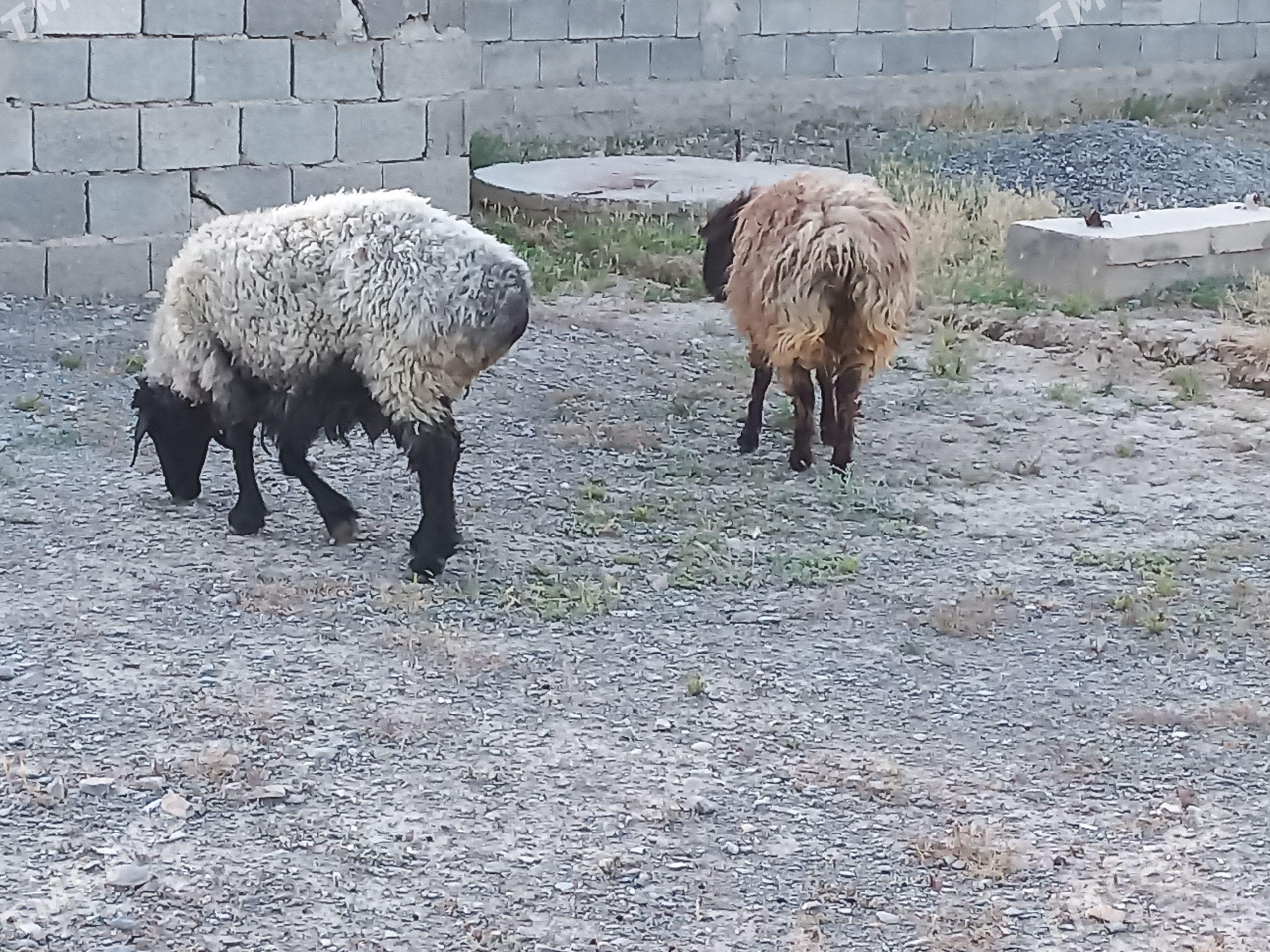 Goÿun - Gökdepe - img 1