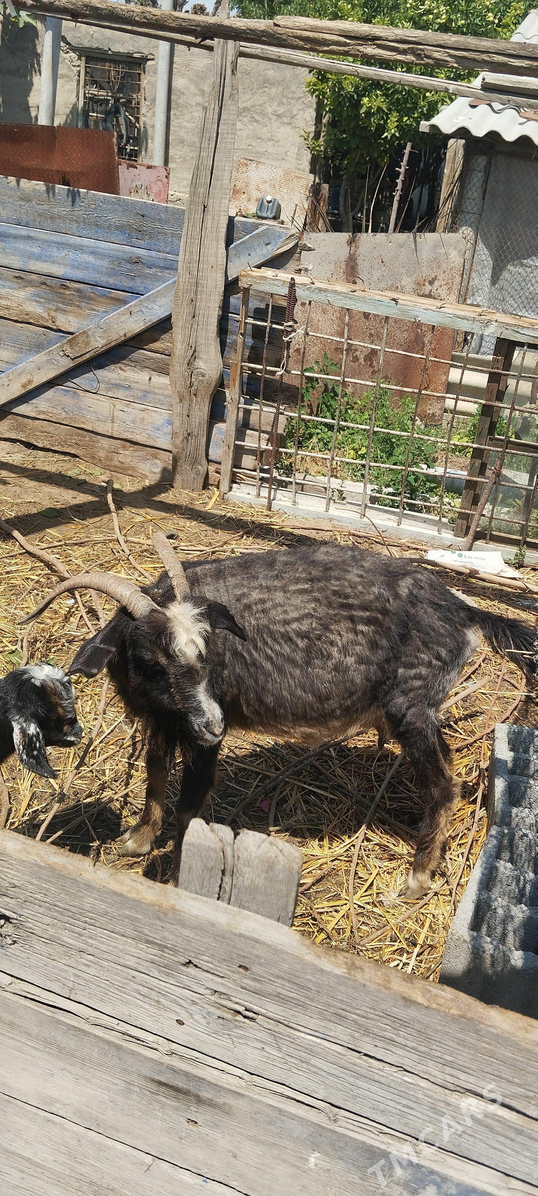 satlyk geci - Büzmeýin - img 1