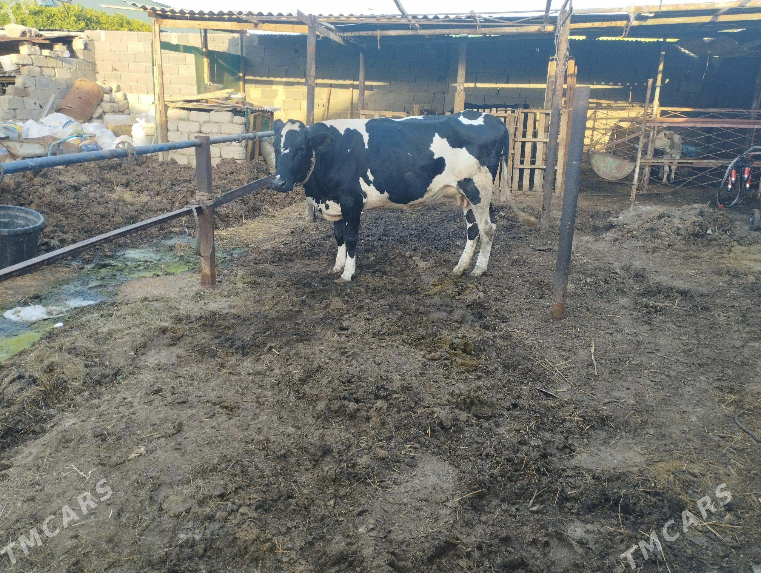 galisdeyin - Gökje - img 1