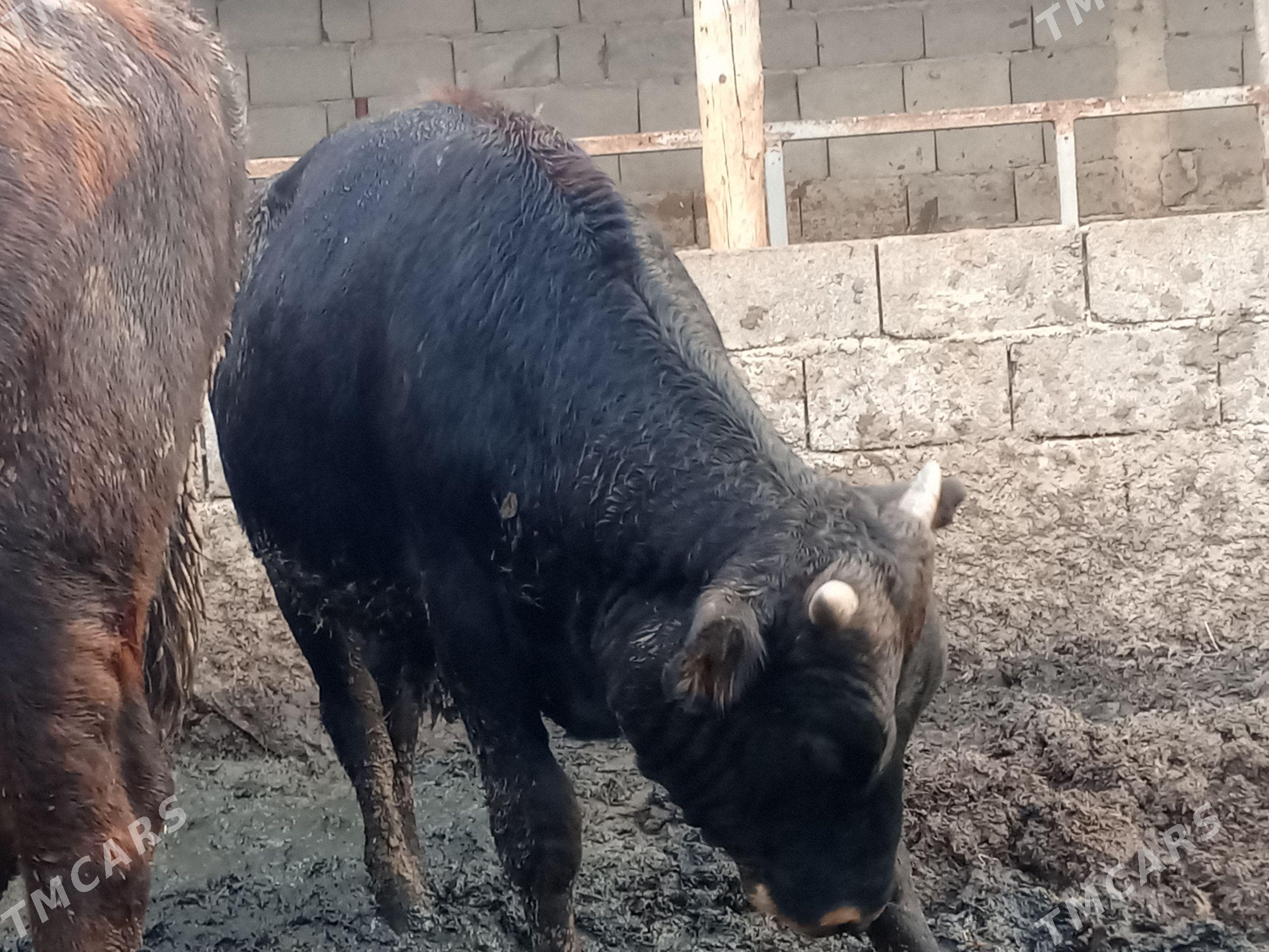 öküz 3sany - Gökdepe - img 1