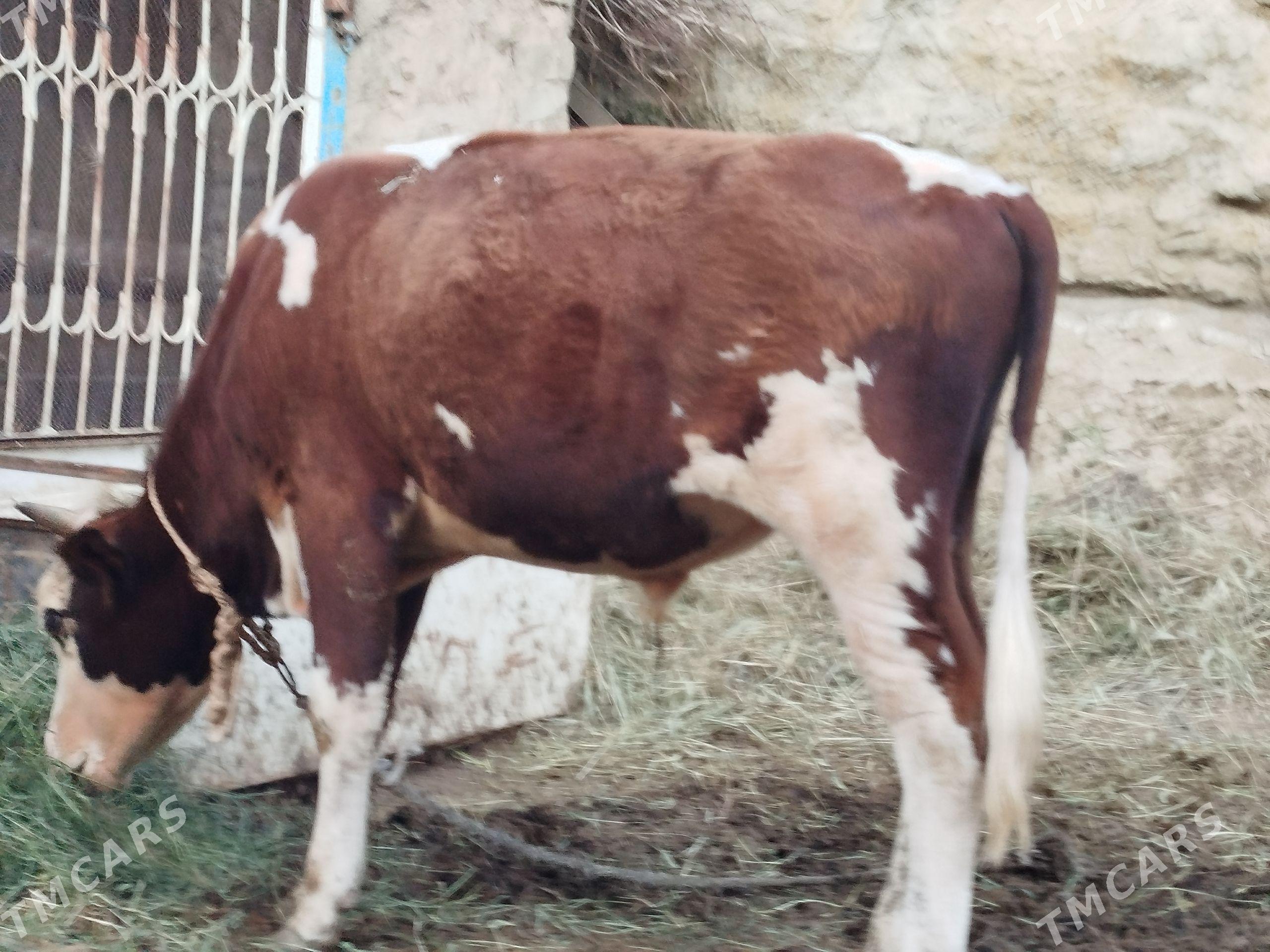 Ökuz - Bäherden - img 1