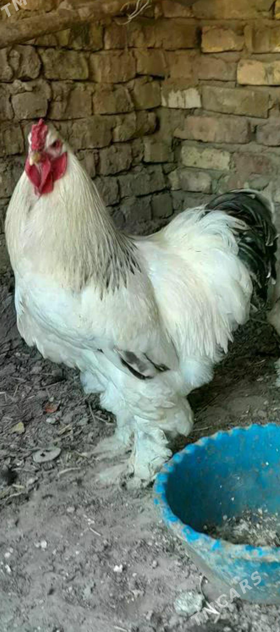 bramma horaz - Türkmenabat - img 1