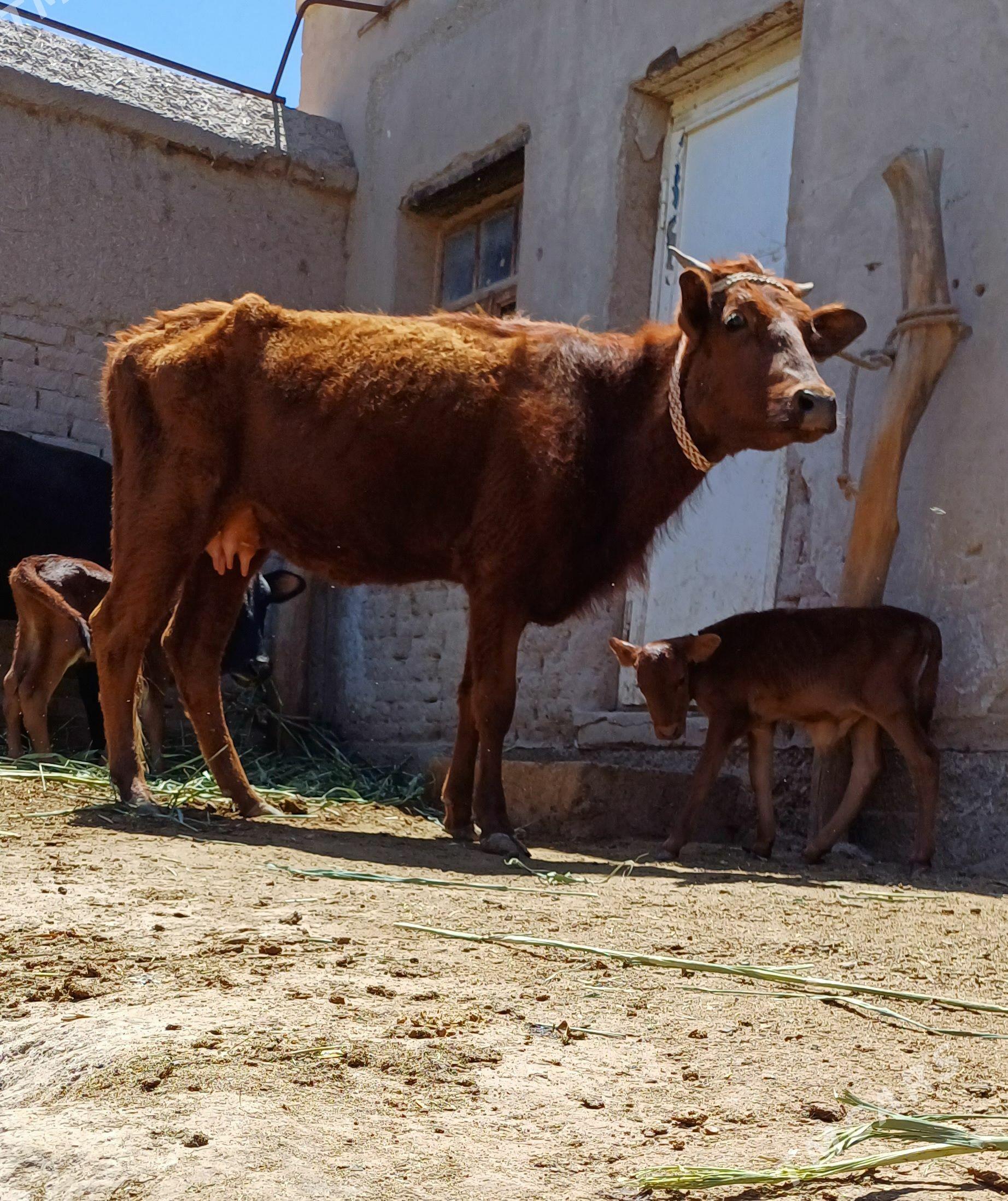 ATÝALY BEYIKJE GÖLELI SYGYR - Дашогуз - img 1