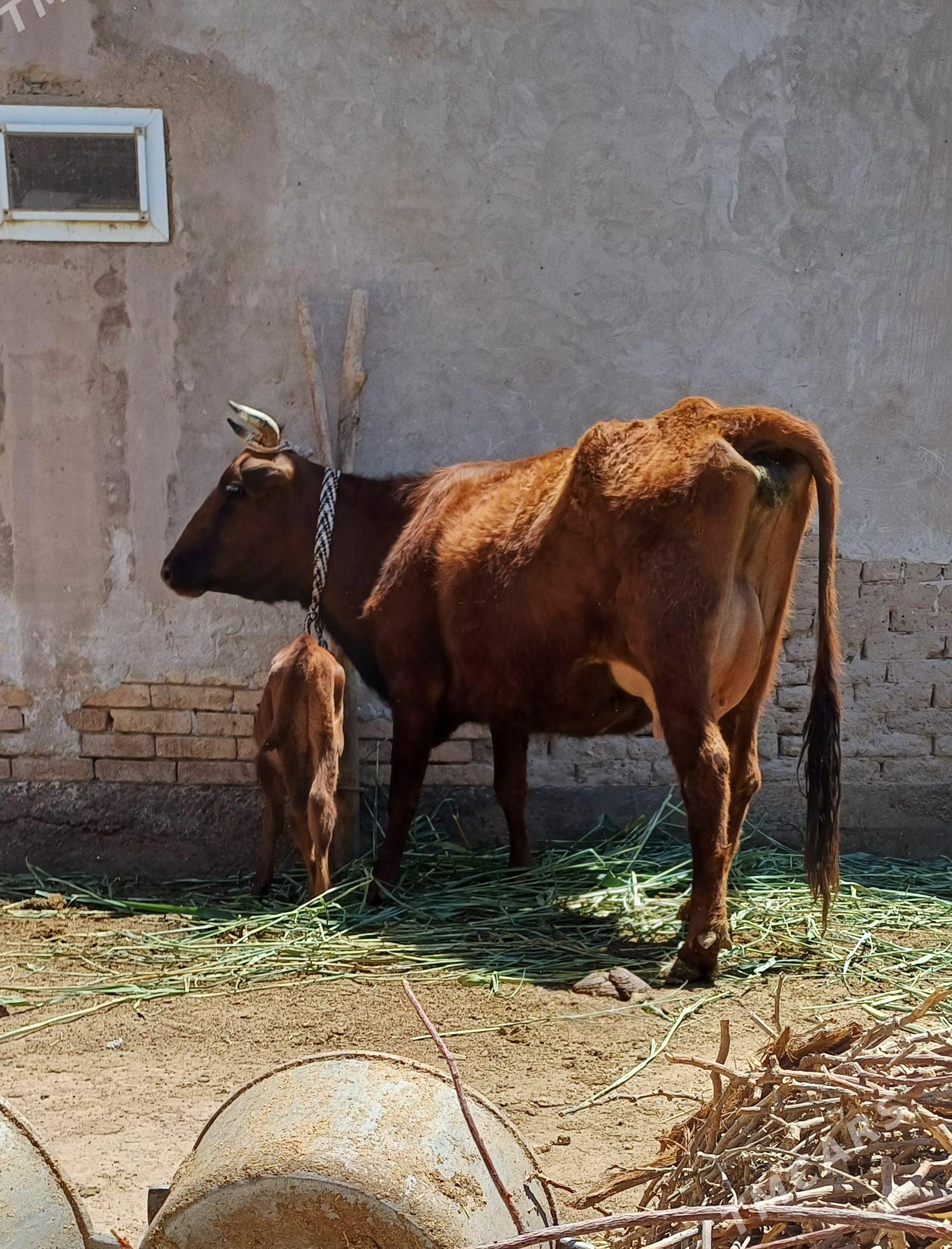 IRI YOGYN.GÖLELI SYGYR PARODA - Дашогуз - img 1