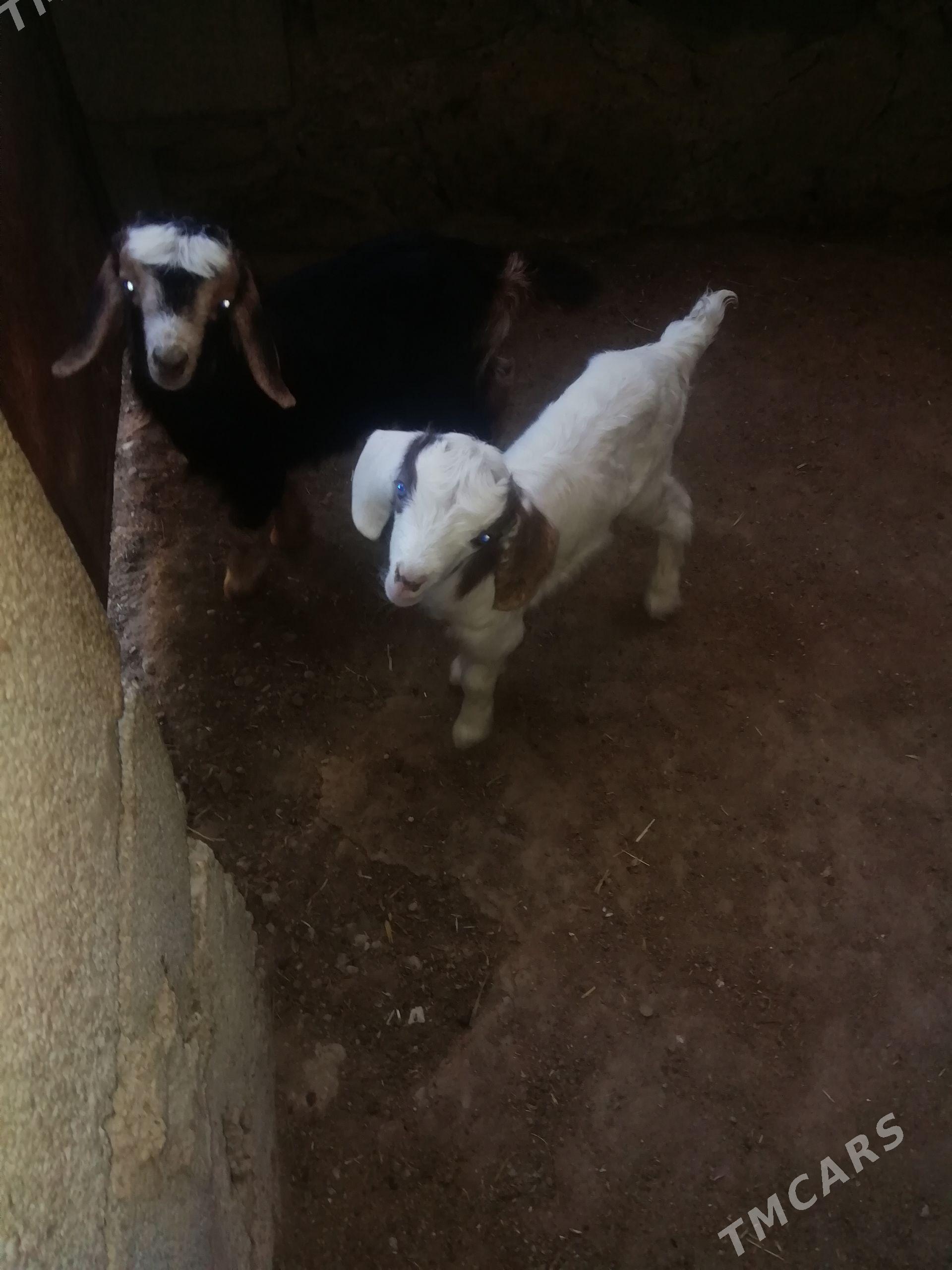 Awlak - Bereket - img 1