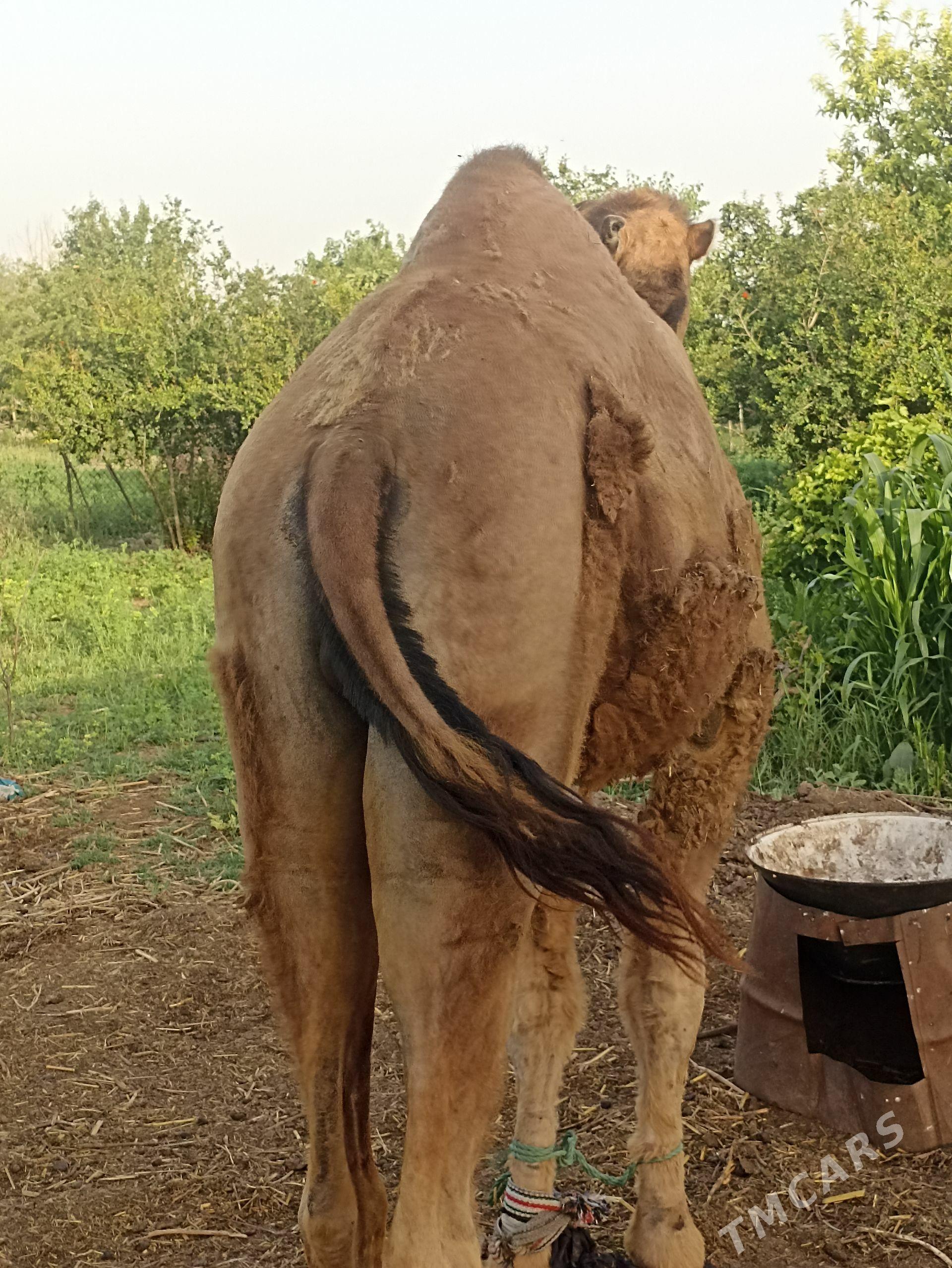 kosek semiz bakyla. - Türkmengala - img 1