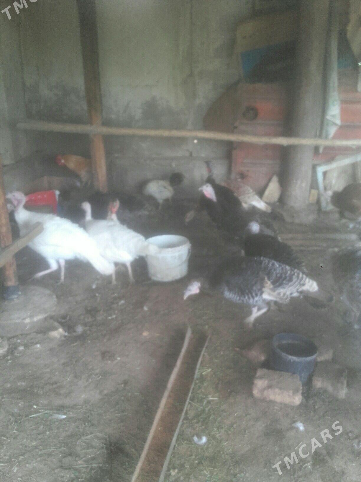 induk yumurtga. - Murgap - img 1