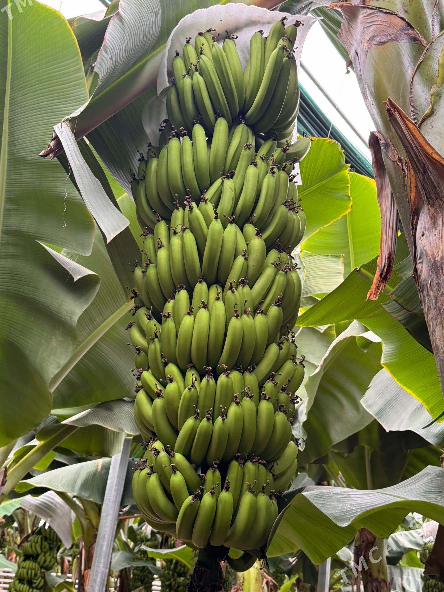 Banan yyladyşhana - Кака - img 1