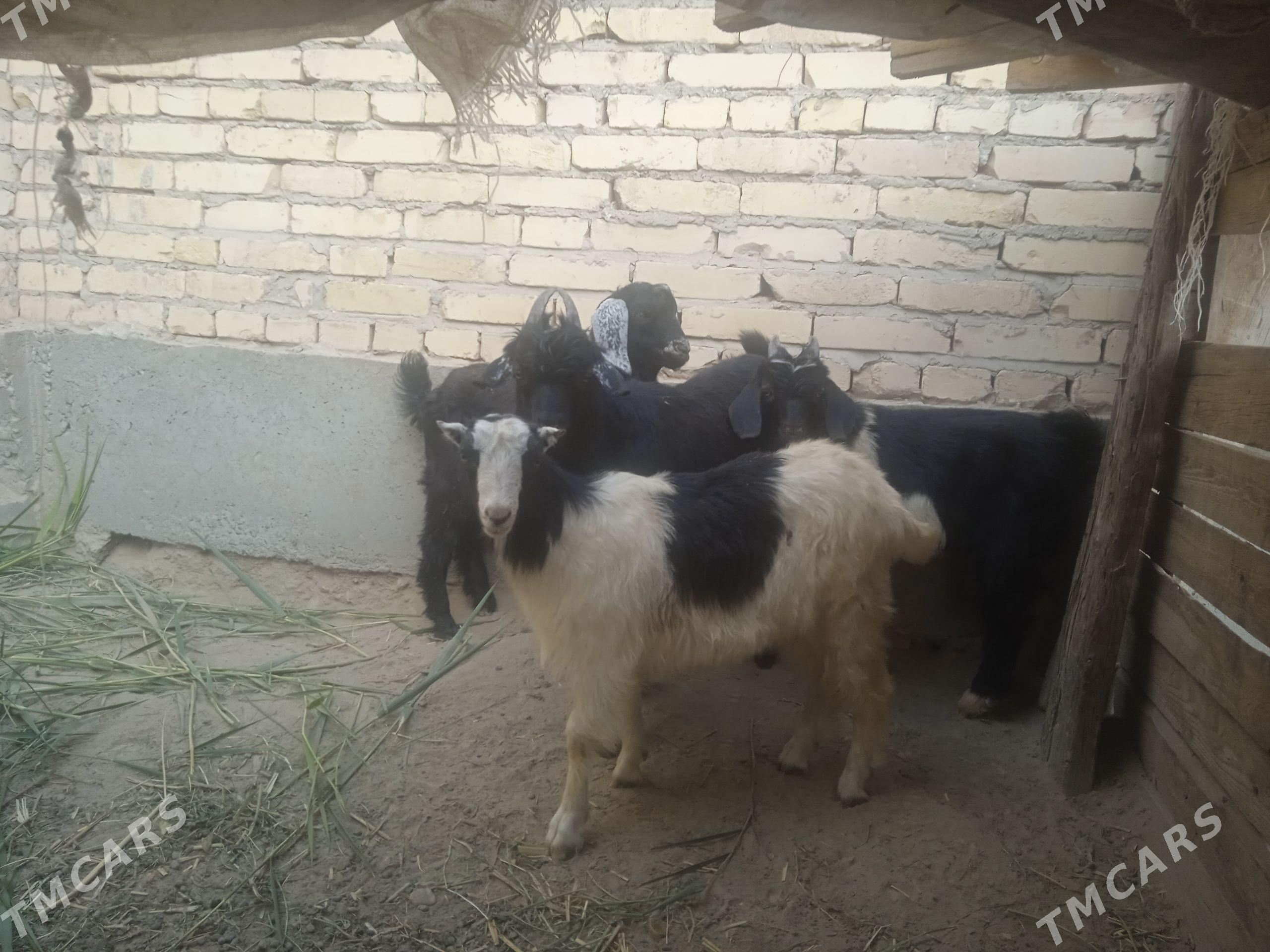 Owlaklar - Farap - img 1
