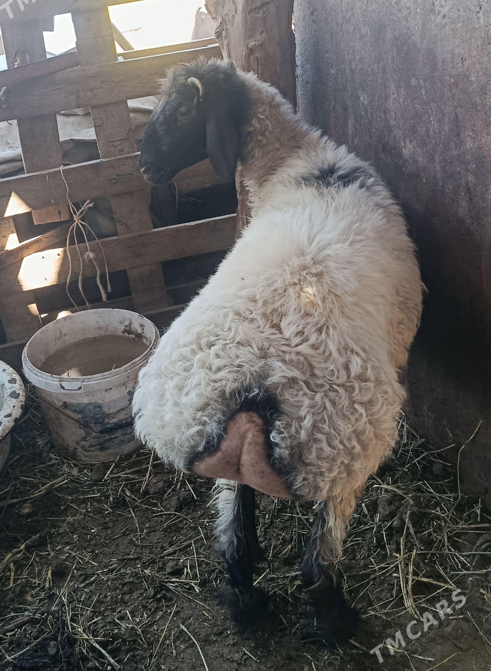bakyllan işşek - Änew - img 1