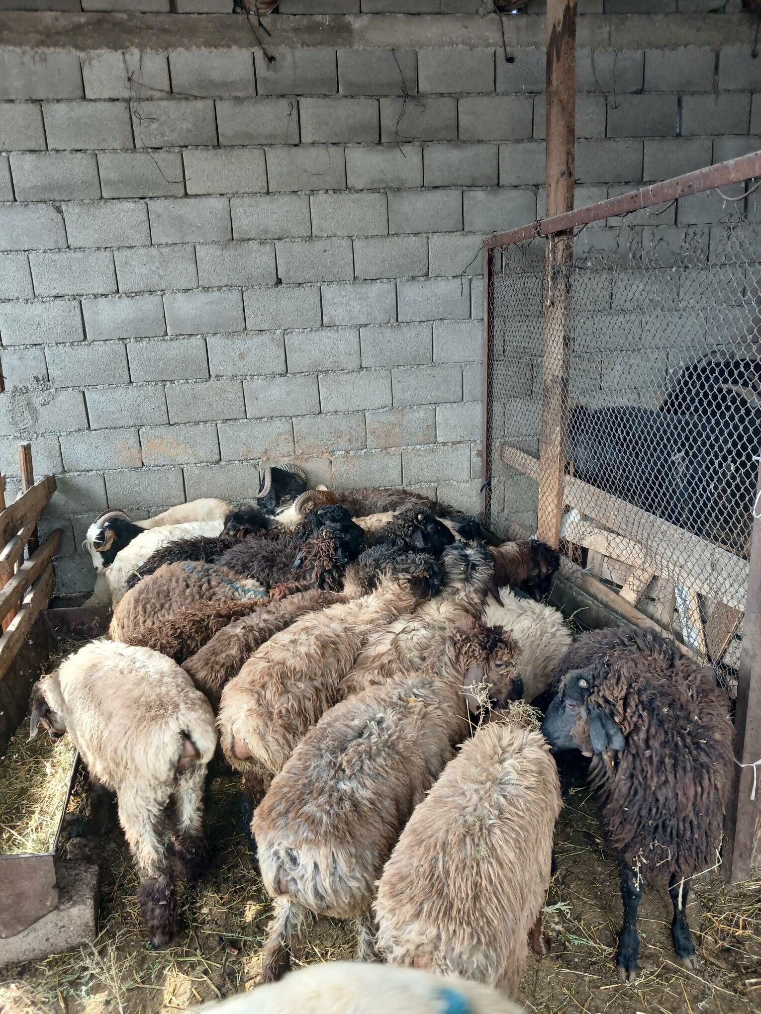 goyun issek tokly geci - Ашхабад - img 1