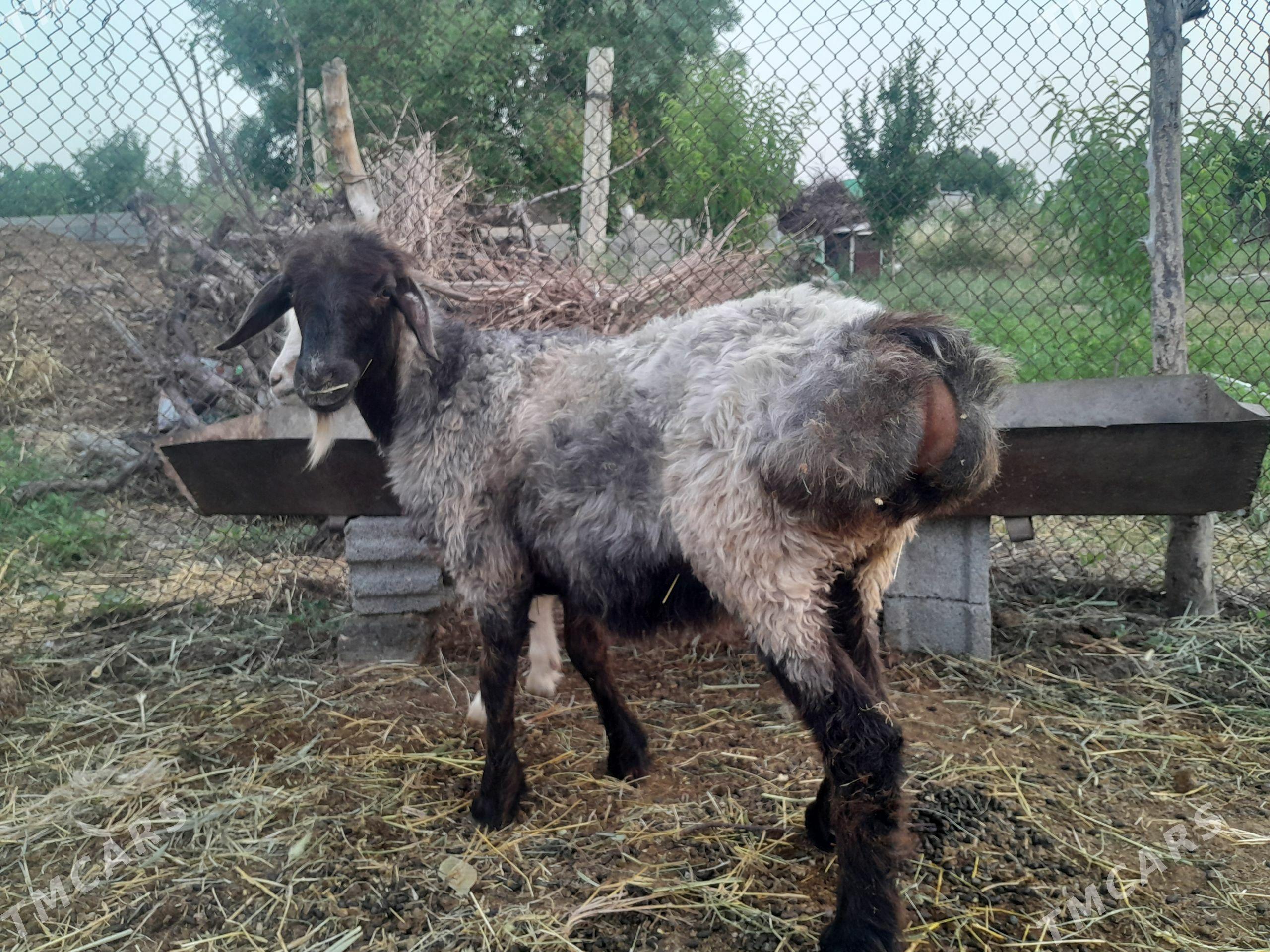 işşek - Gökdepe - img 1