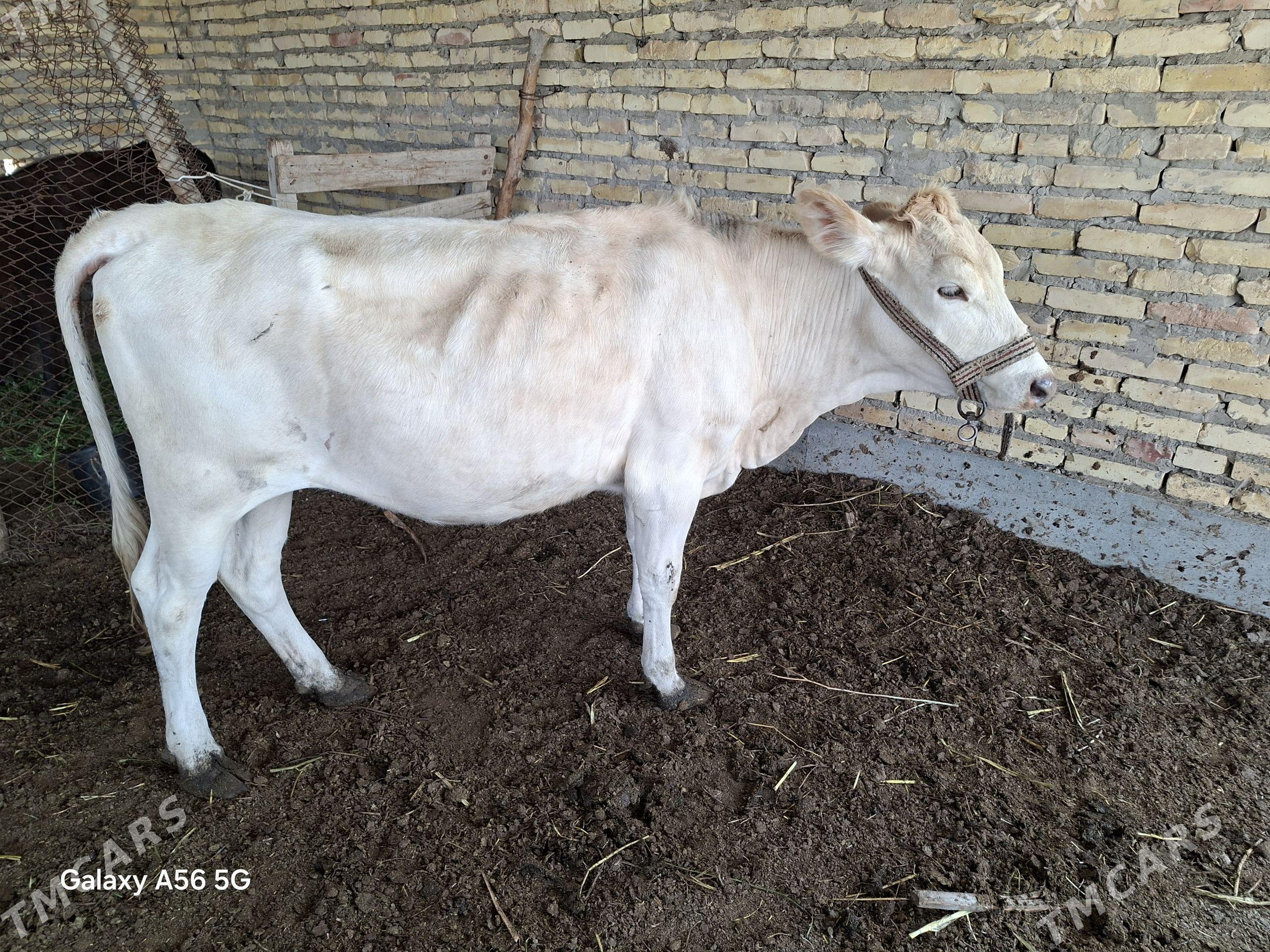 Shorole - Farap - img 1