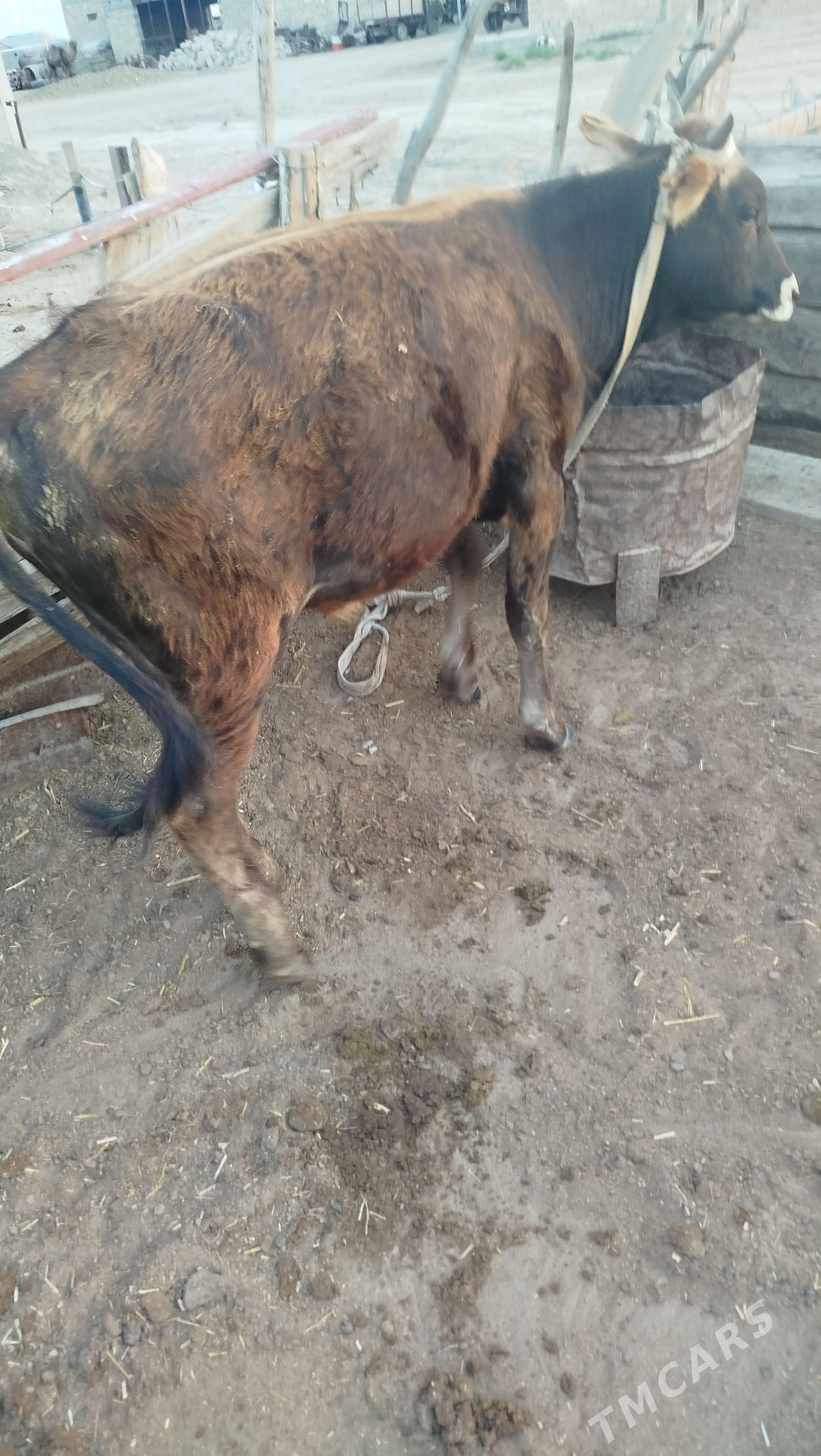Ökuz - Gyzylarbat - img 1