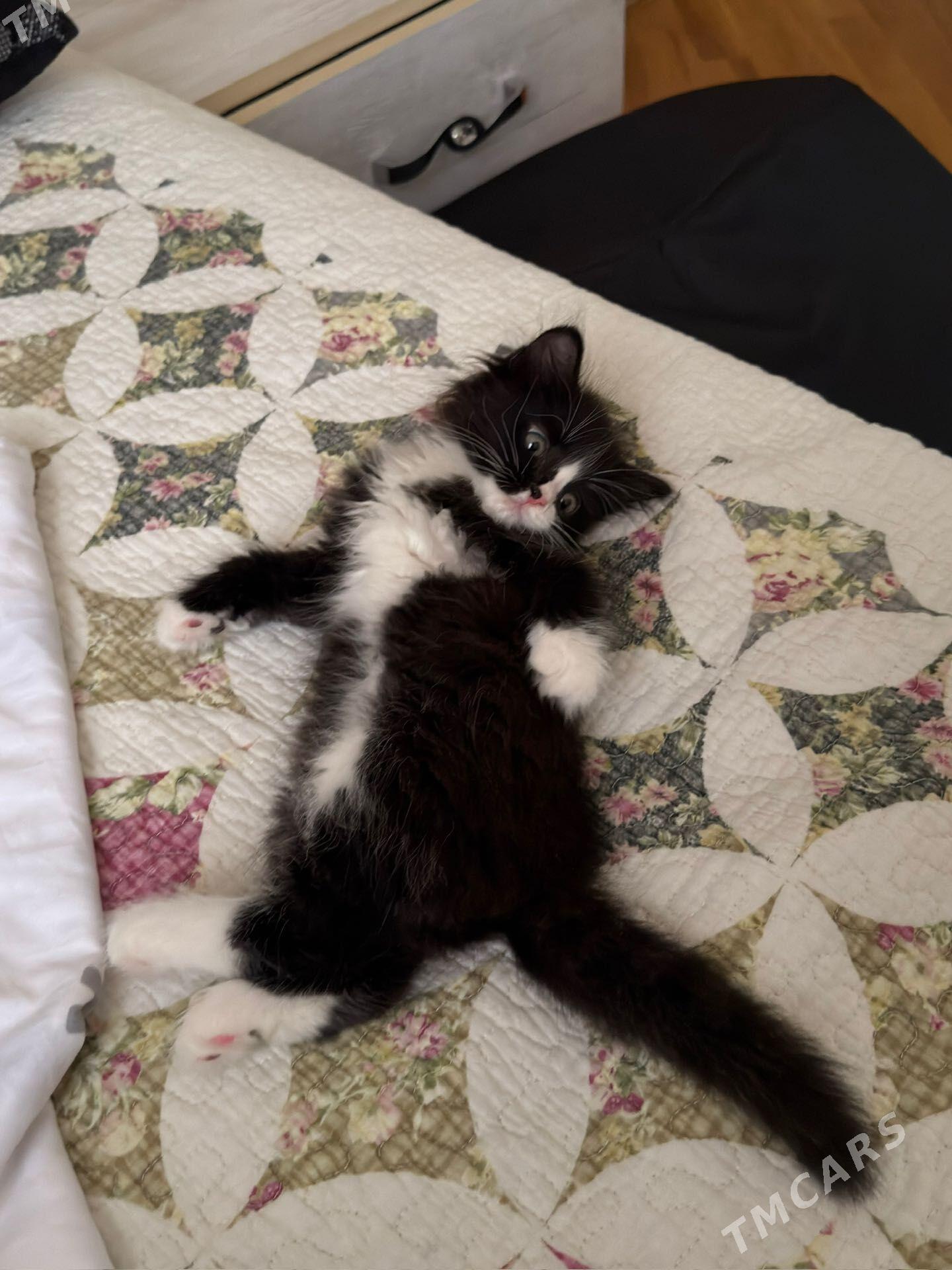 котенок - Ашхабад - img 1