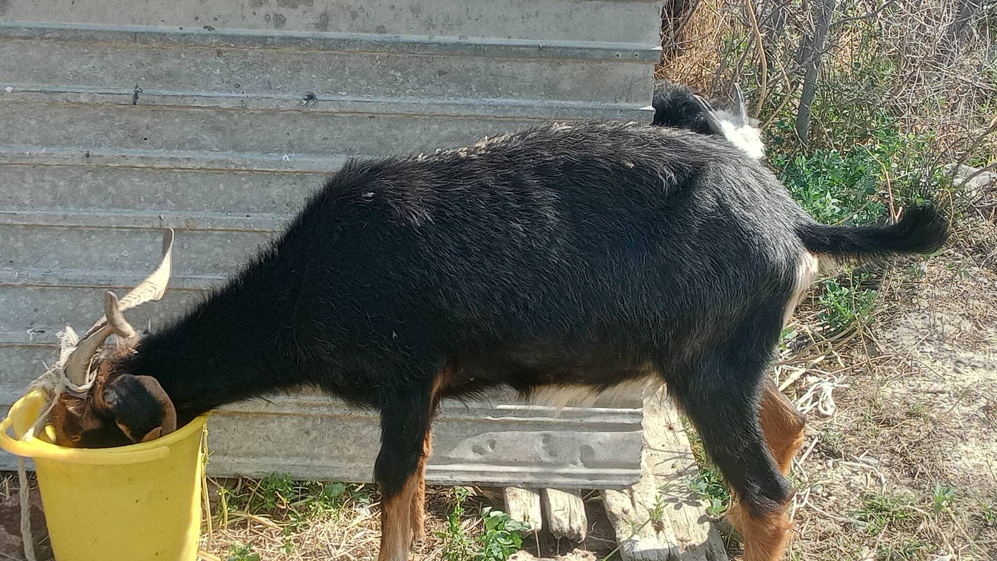 geçi - Gökdepe - img 1
