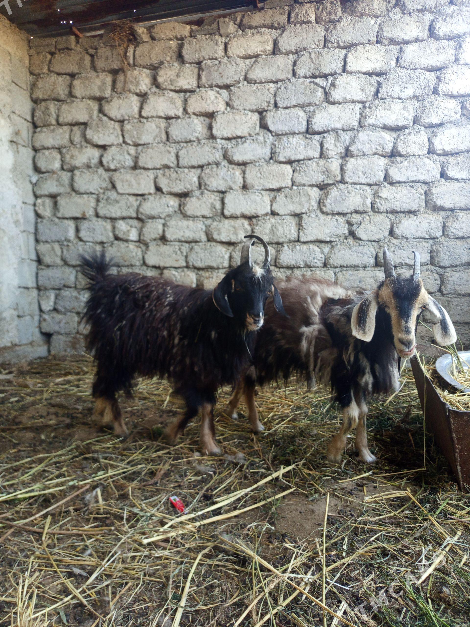 geçi - Багир - img 1