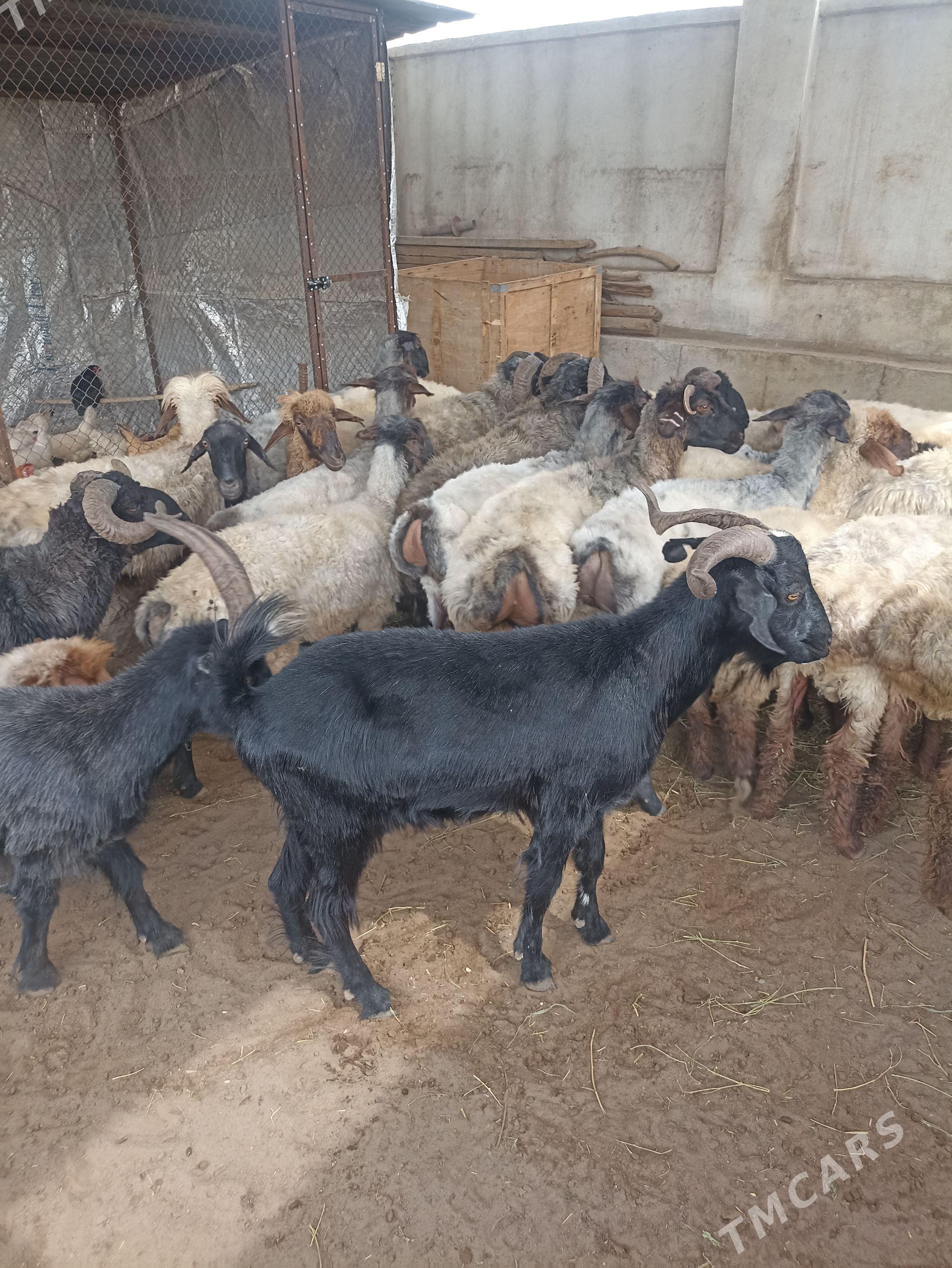 işşek goyun Erkeç garakoli mal - Гарадамак Шор - img 1