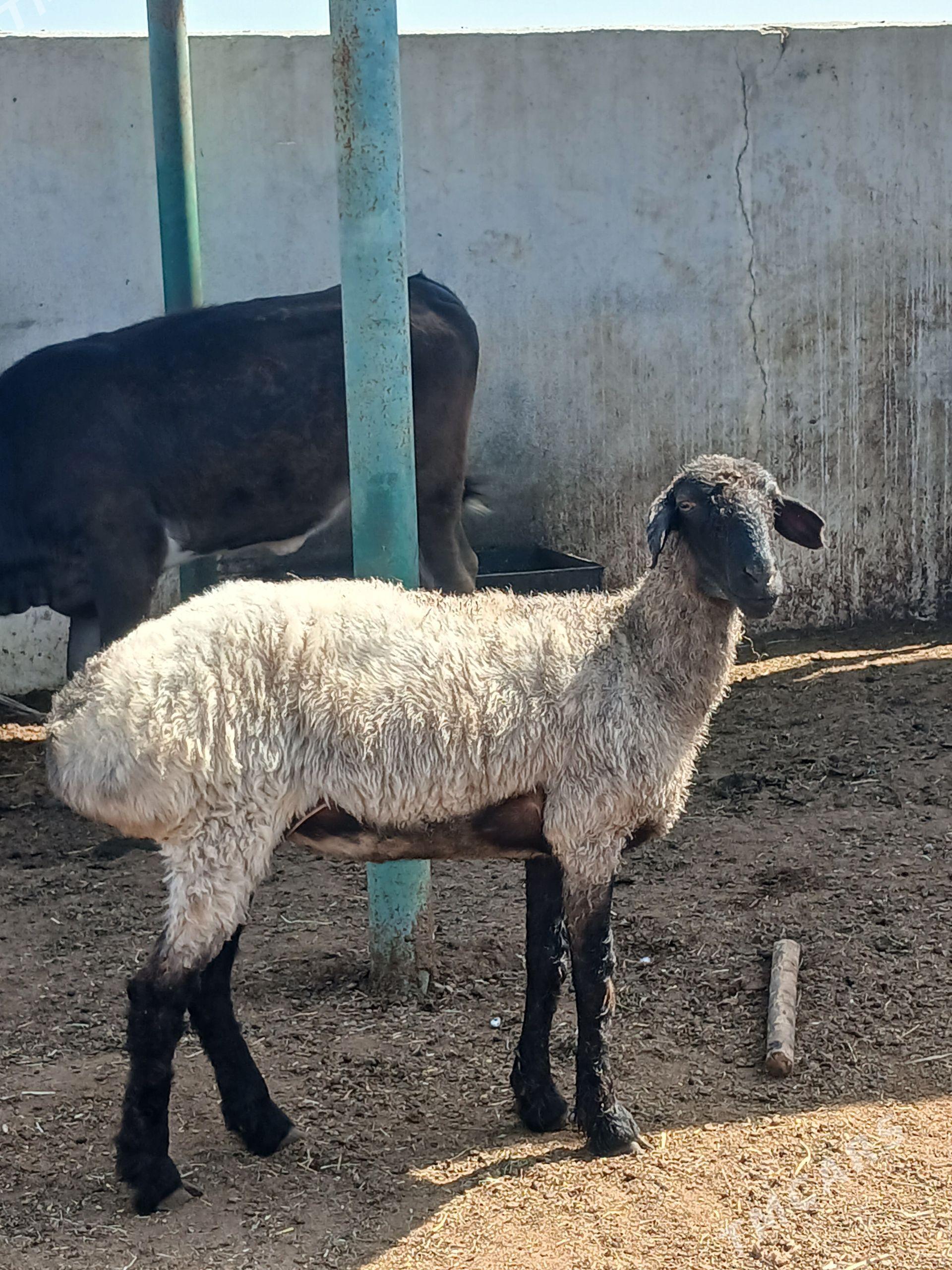 BAKYMDA DURAN IŞŞEKLER - Gökdepe - img 1