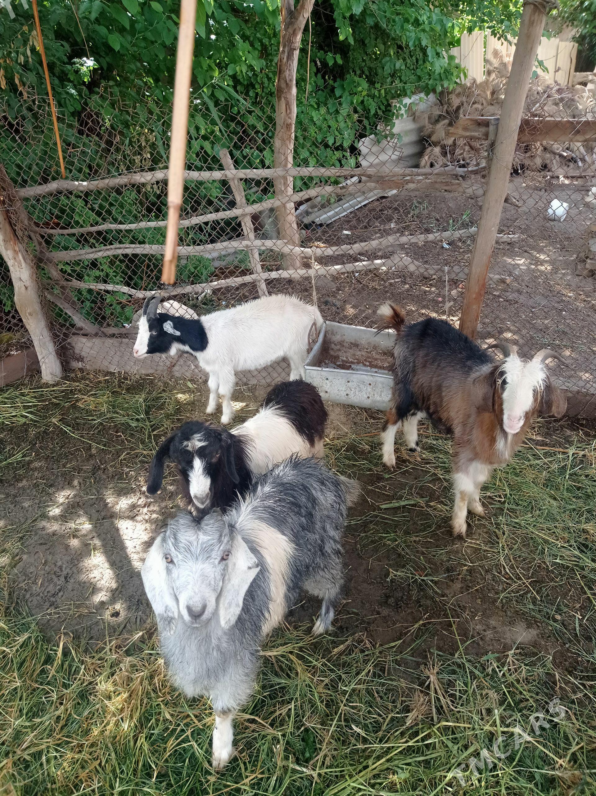 serkeler ve geçi - Фарап - img 1