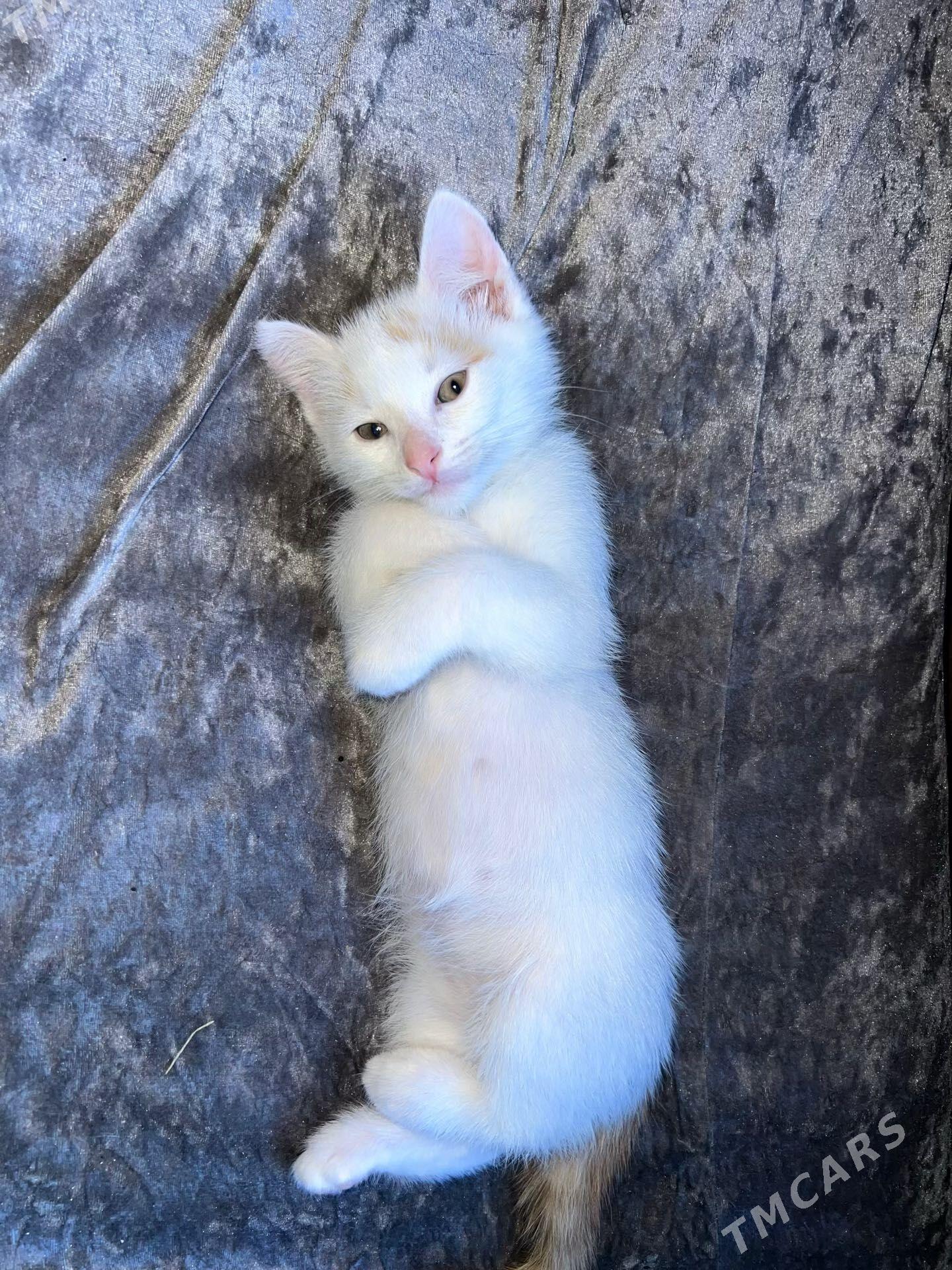 котята в добрые руки - Ашхабад - img 1