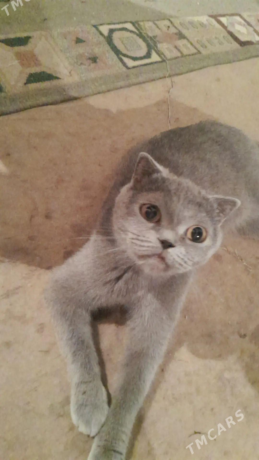 Milana - Дашогуз - img 1