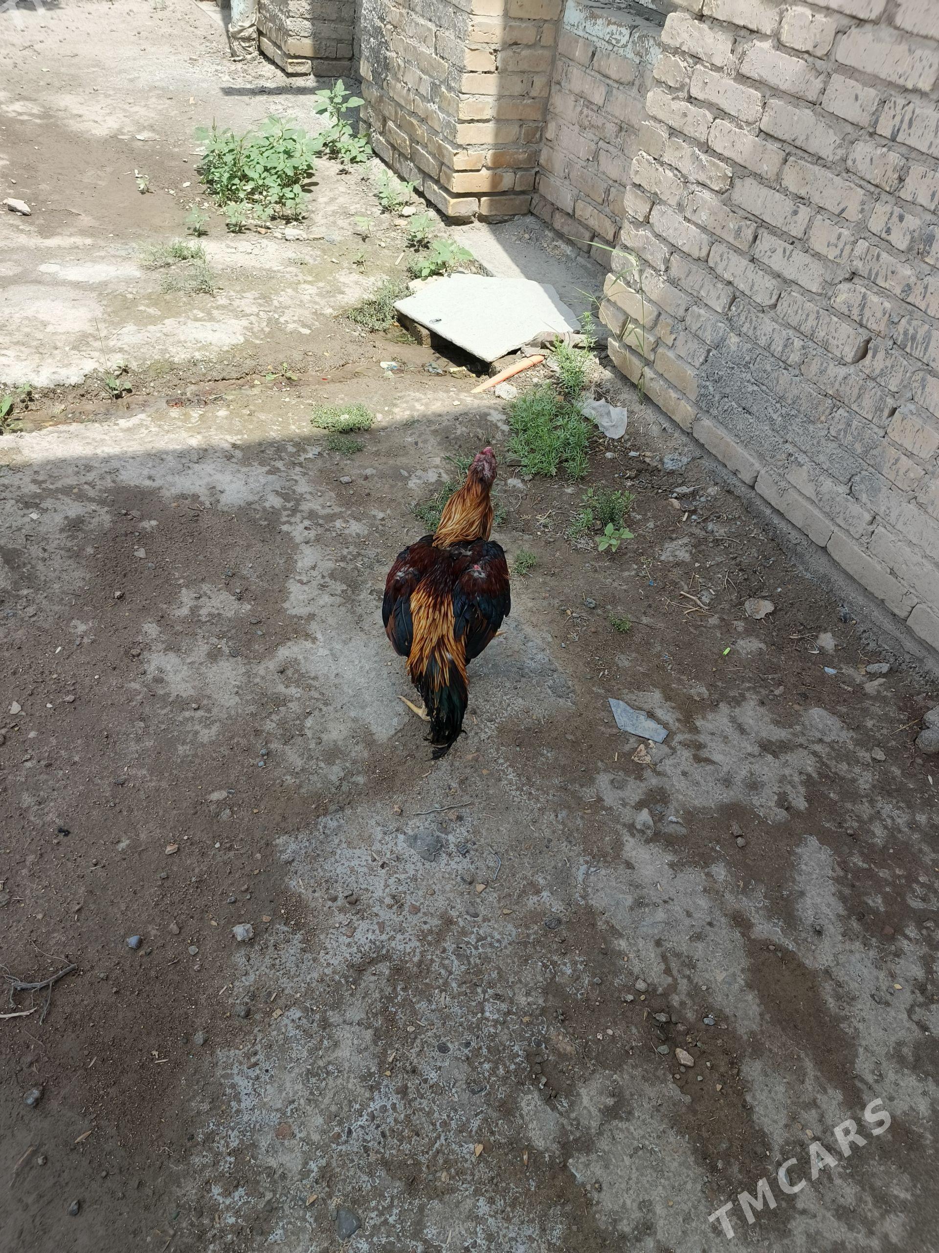 ZALATİSKA - Türkmenabat - img 1