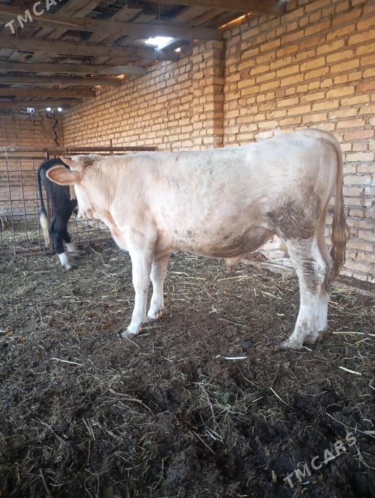 Simmental Öküz - Чарджоу - img 1