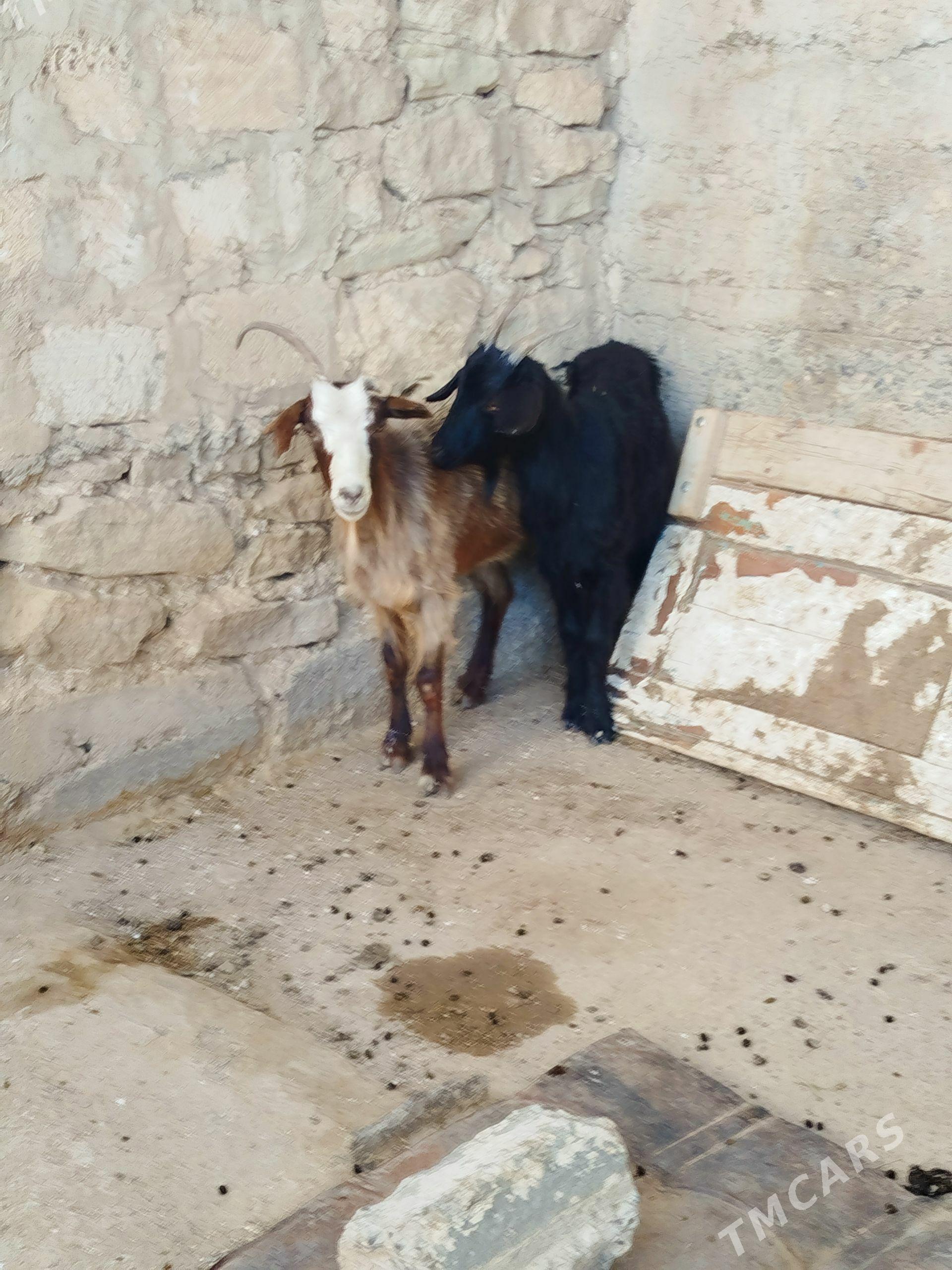 geçi goýun tokli - Gyzylarbat - img 1