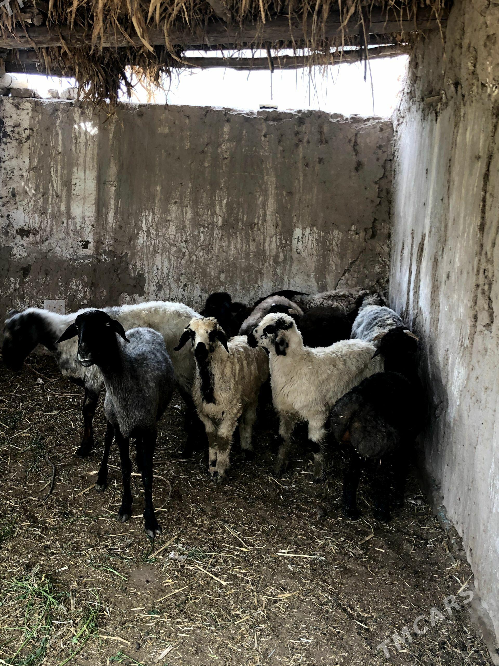 guzi - Daşoguz - img 1