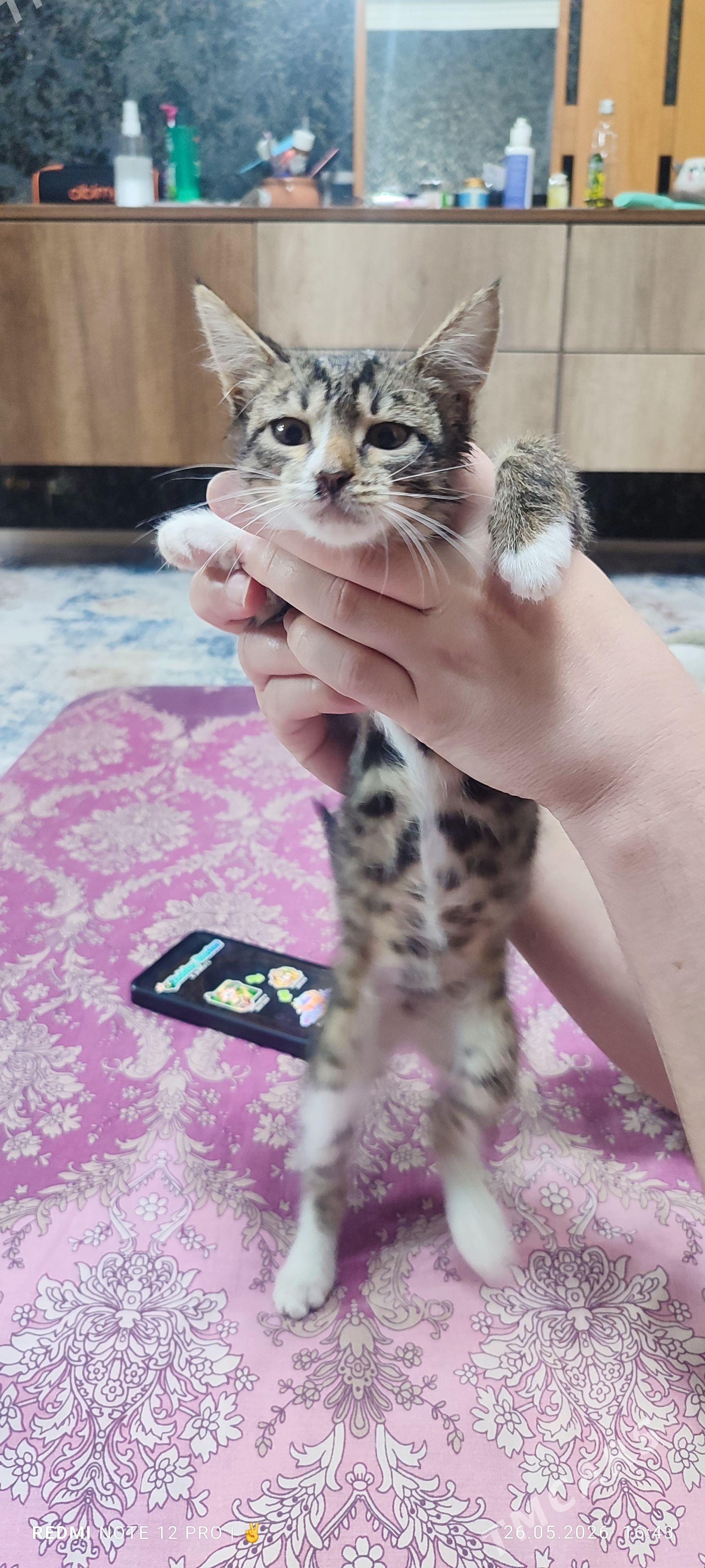 отдам в добрые руки котенка - Türkmenbaşy - img 1