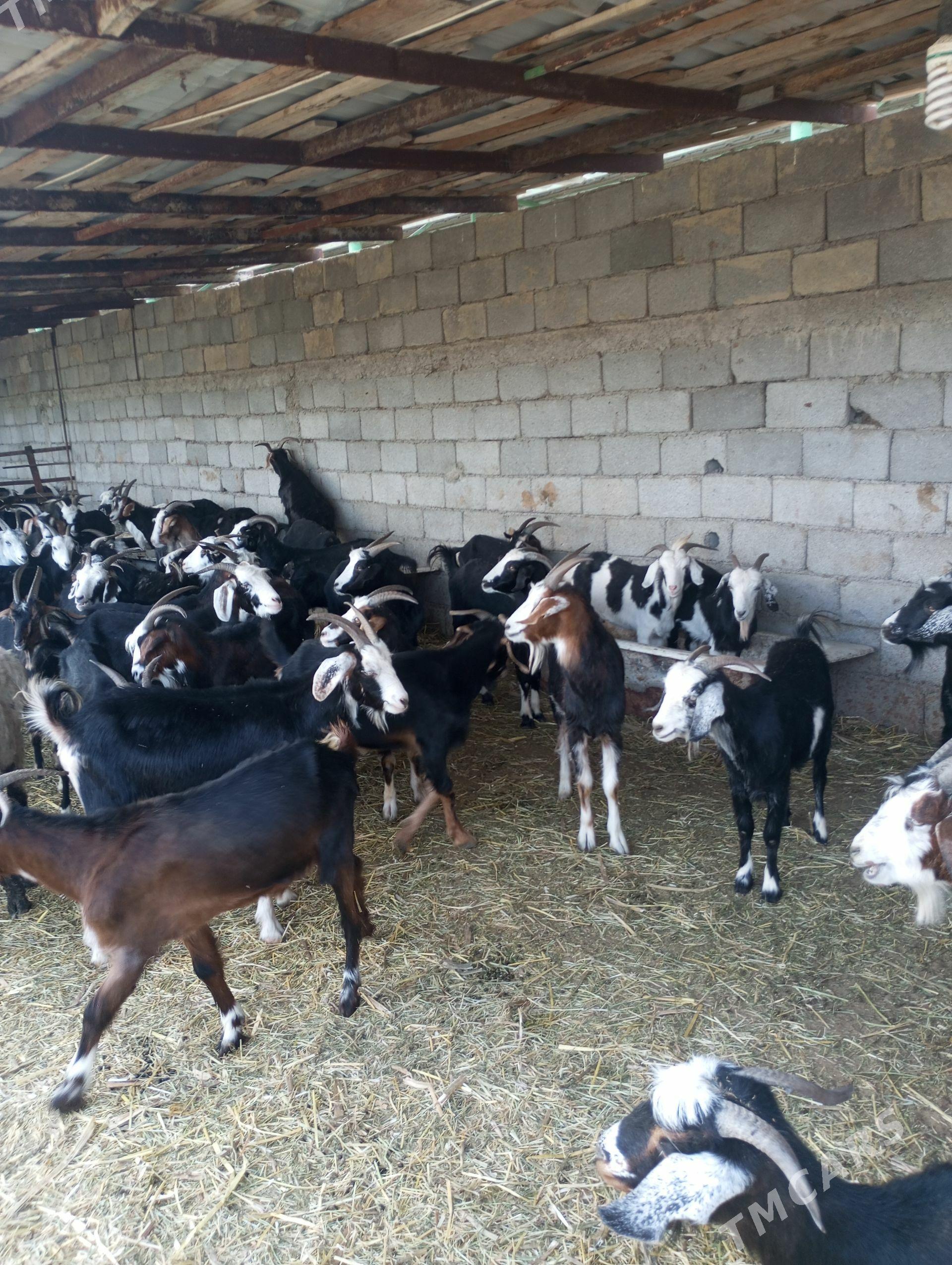 ERKEÇLER - Gökdepe - img 1