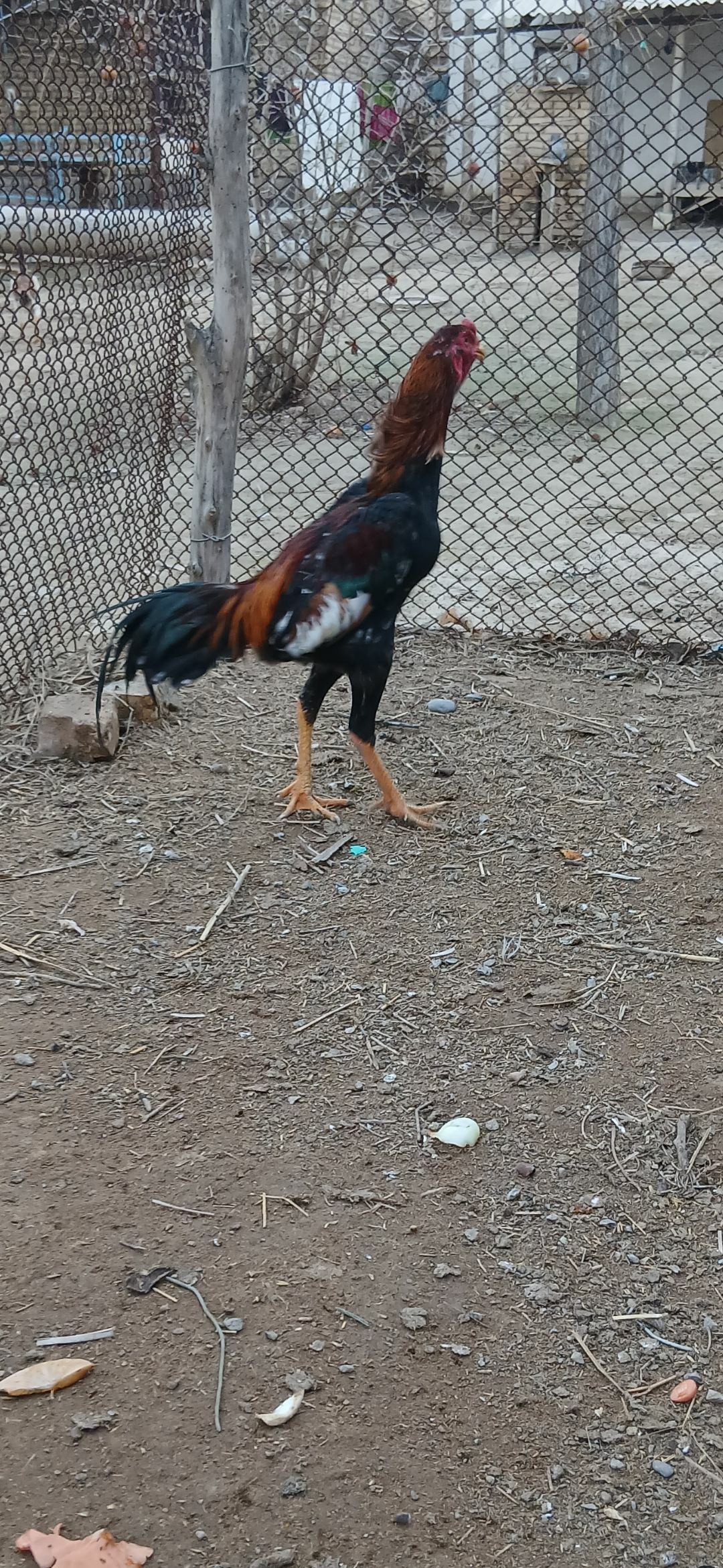 taşkent horoz - Ýaşlyk - img 1