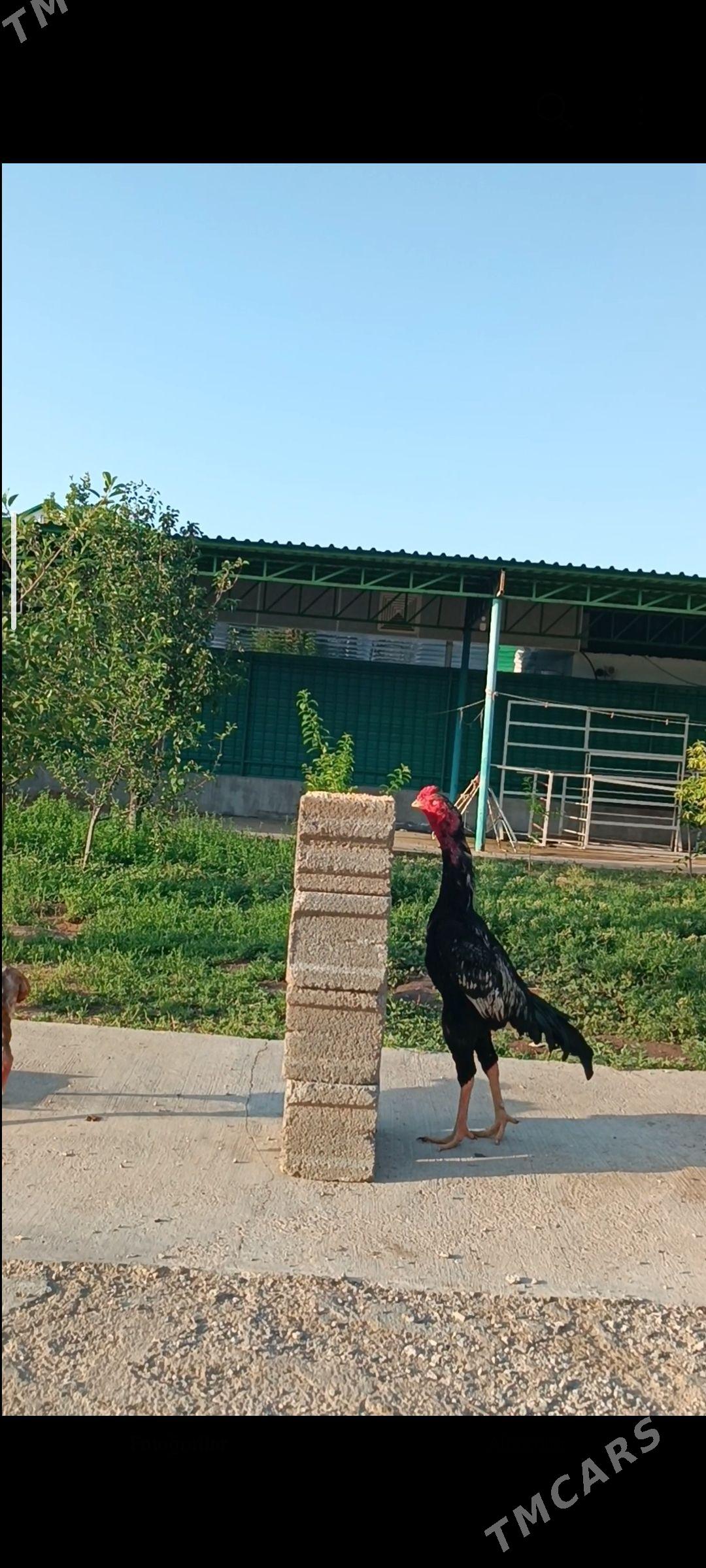 Taşkent ýumurtga - Тязе заман - img 1