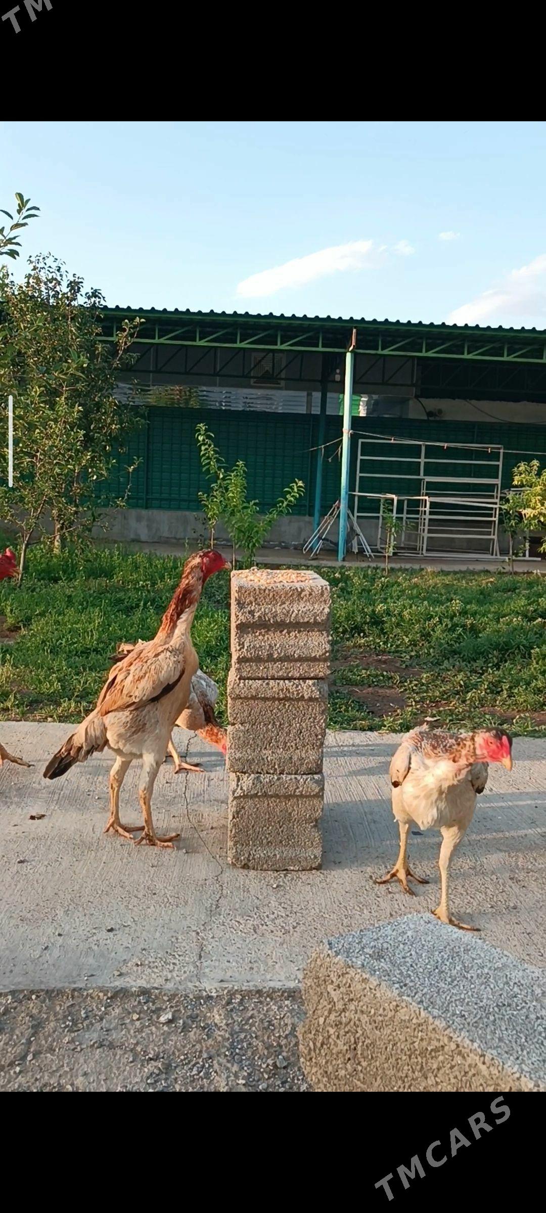 Özbek horaz yumurtga - Тязе заман - img 1