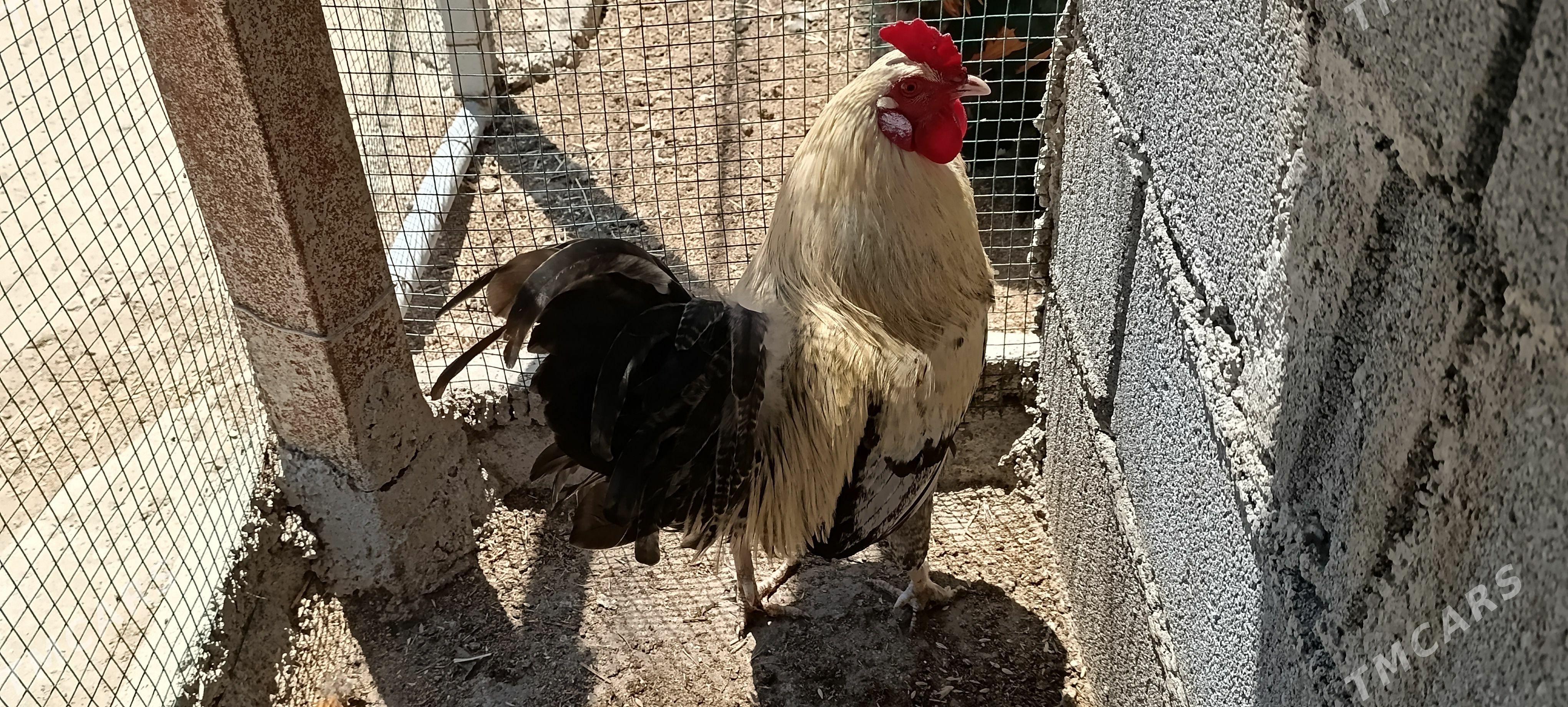 horazlar - Türkmenbaşy - img 1