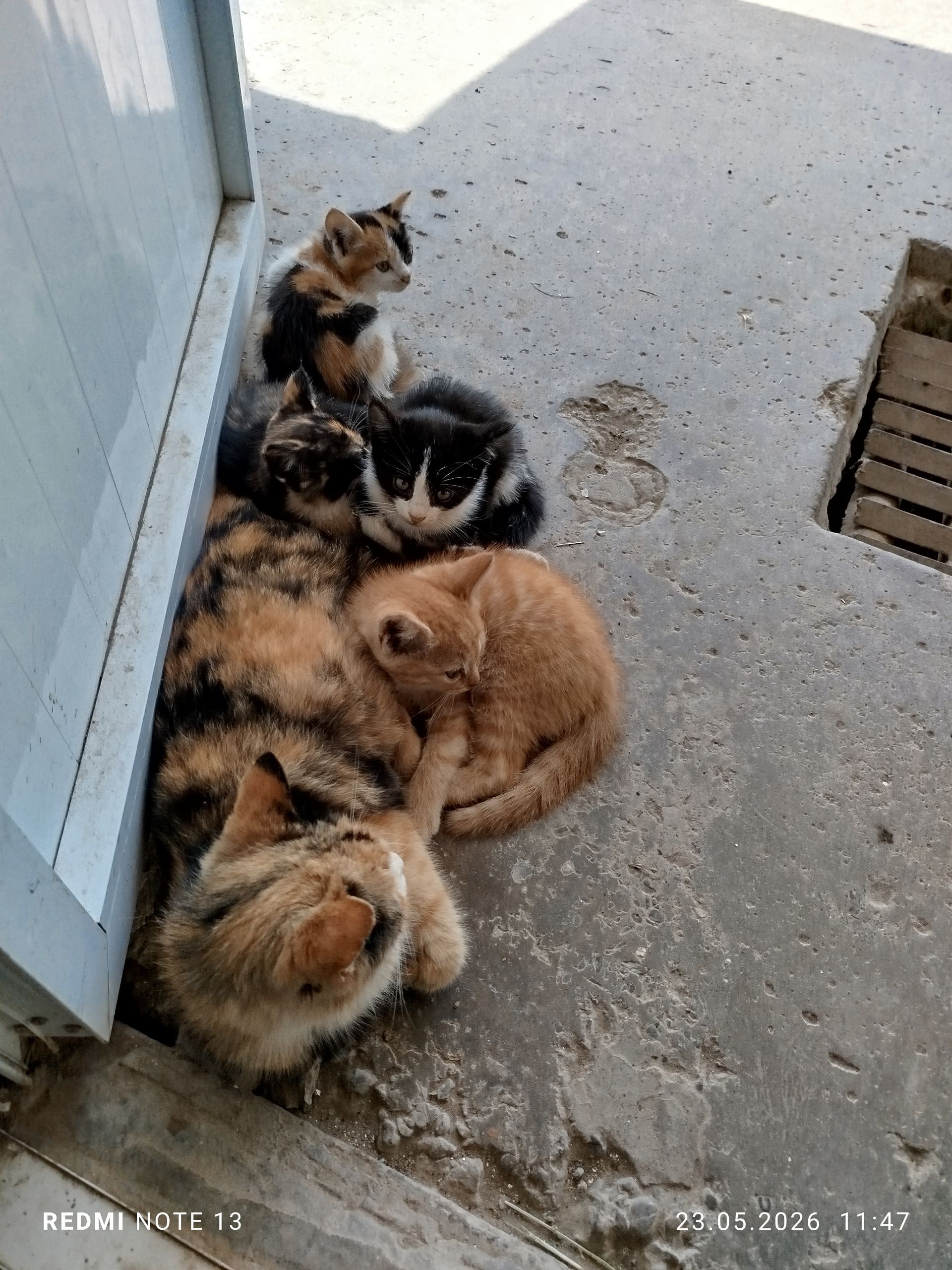 котята - Туркменабат - img 1