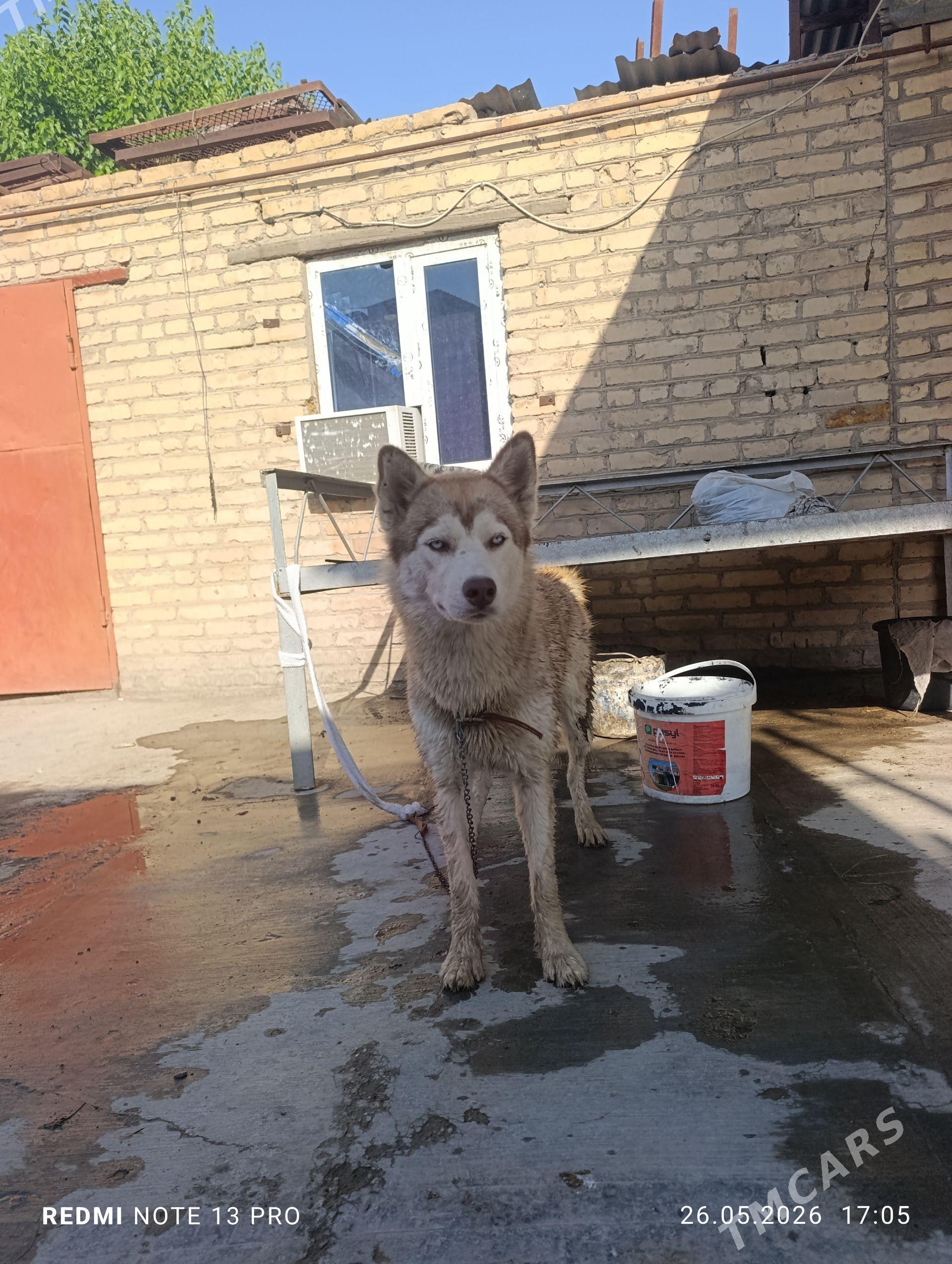хаски - Türkmenabat - img 1