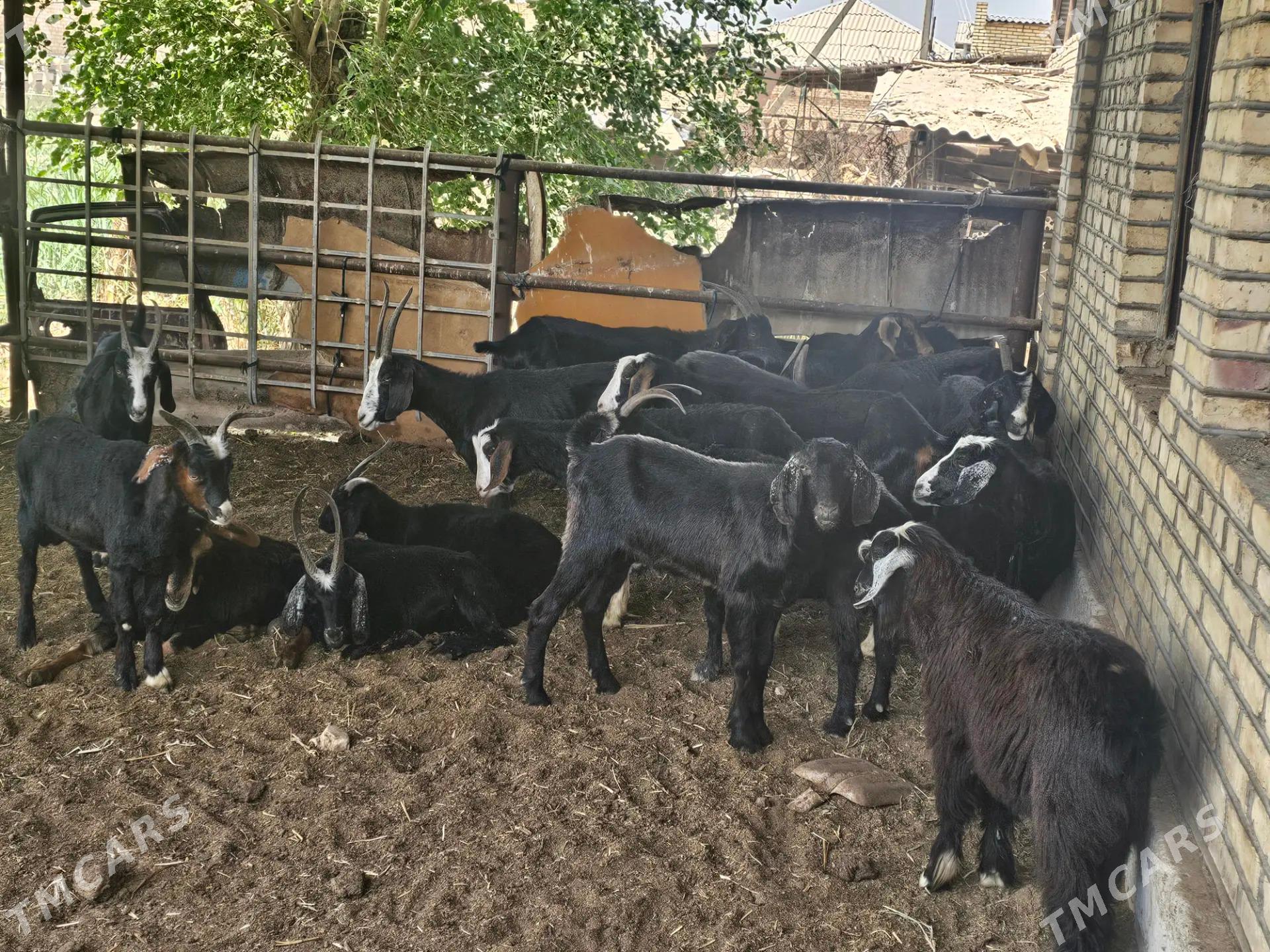 Geci - Мары - img 1