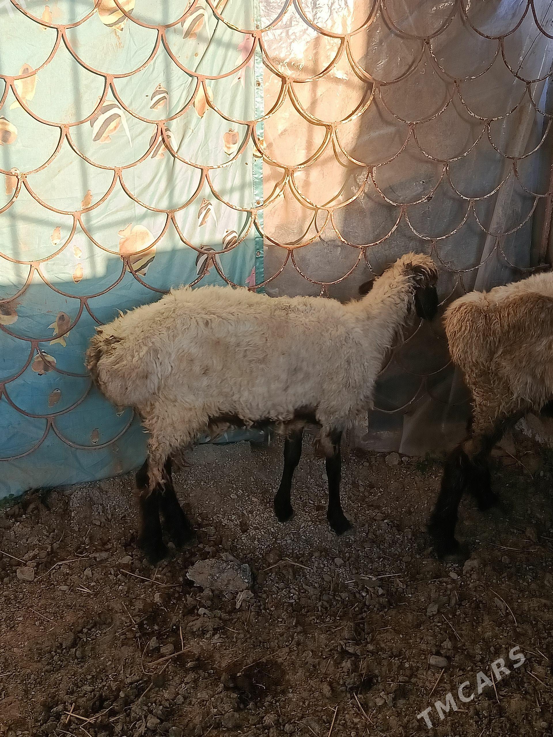 işşek - Бахарден - img 1