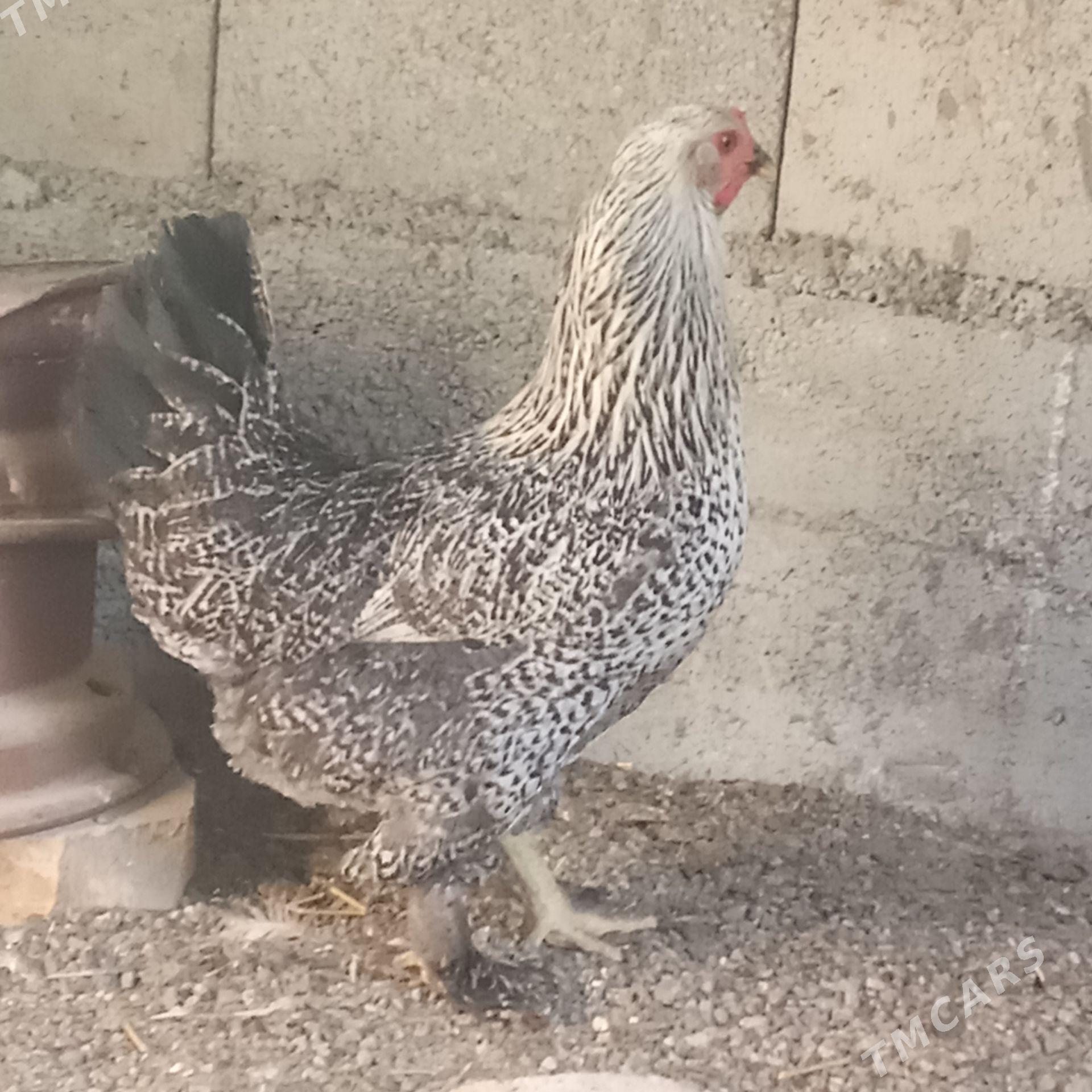 brama balgar towuk taşkent - Kaka - img 1
