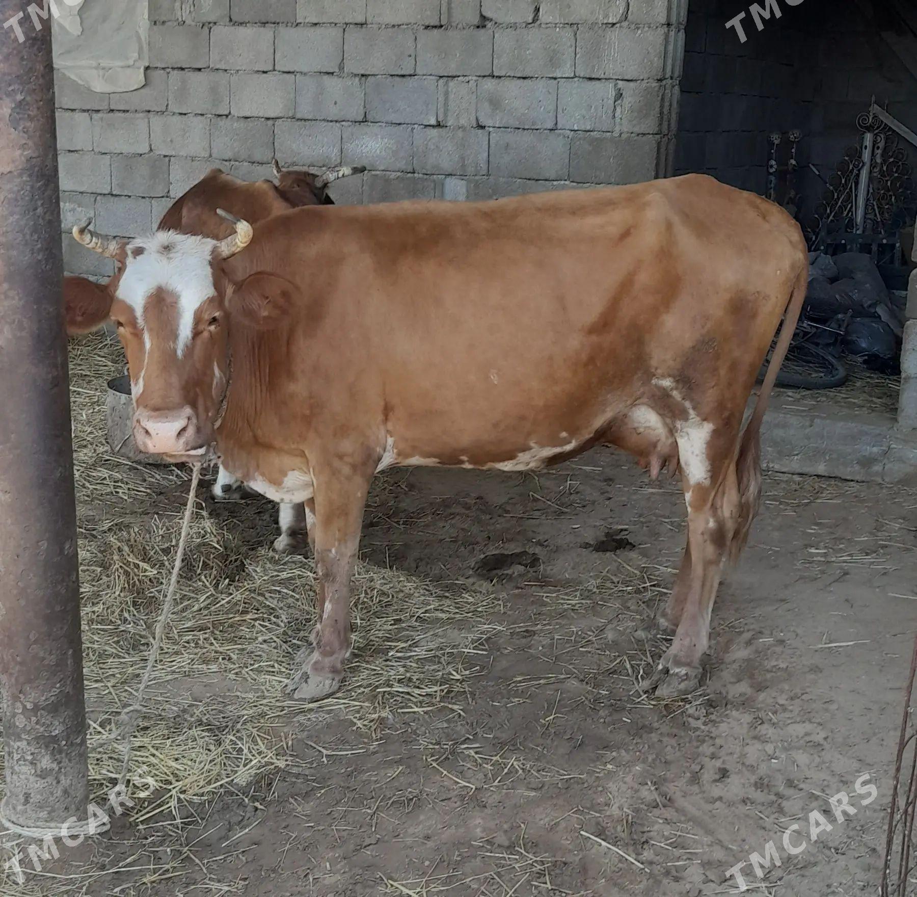 Sygyr - Gökdepe - img 1